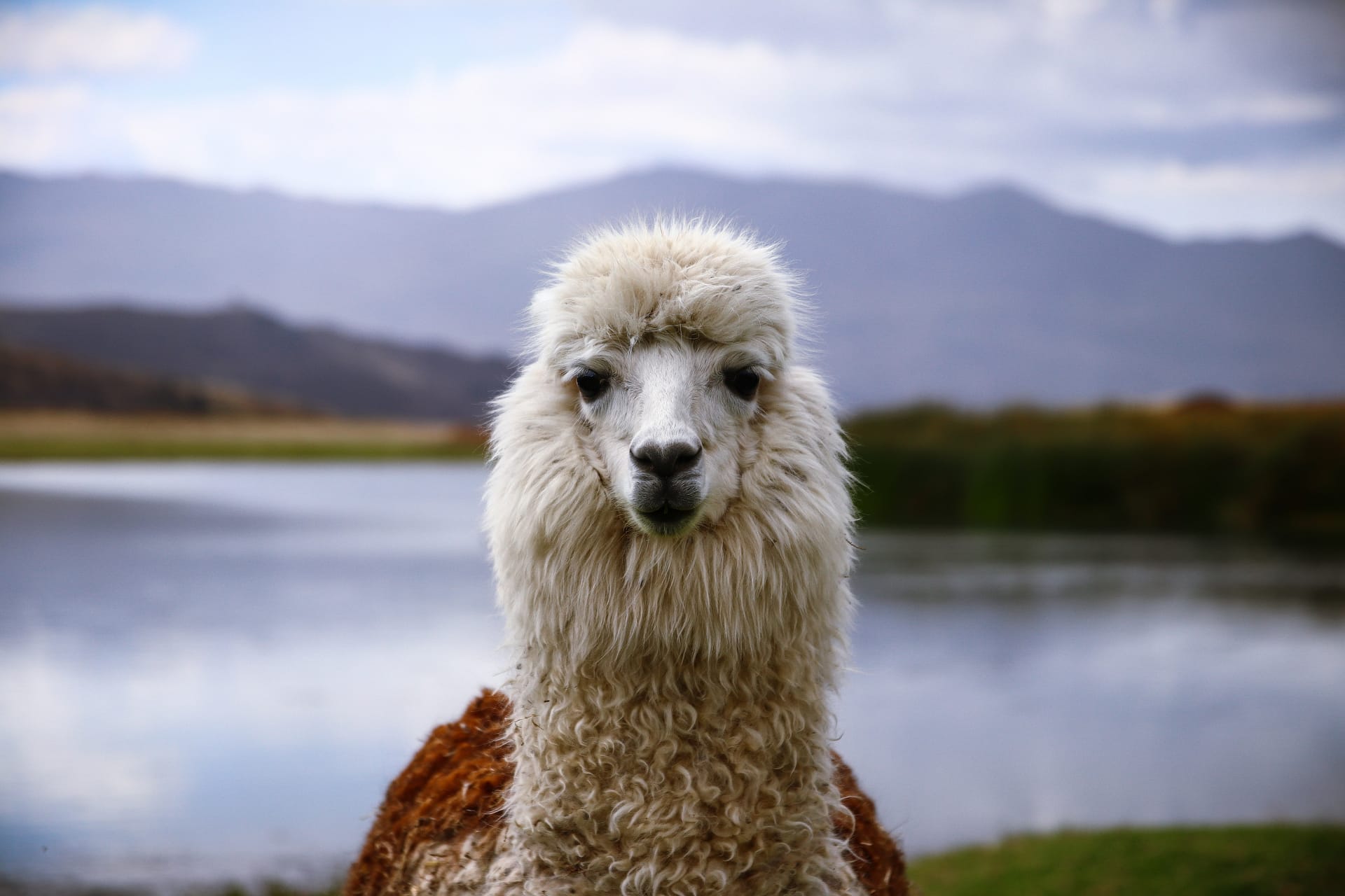 Lama by Paul Lequay