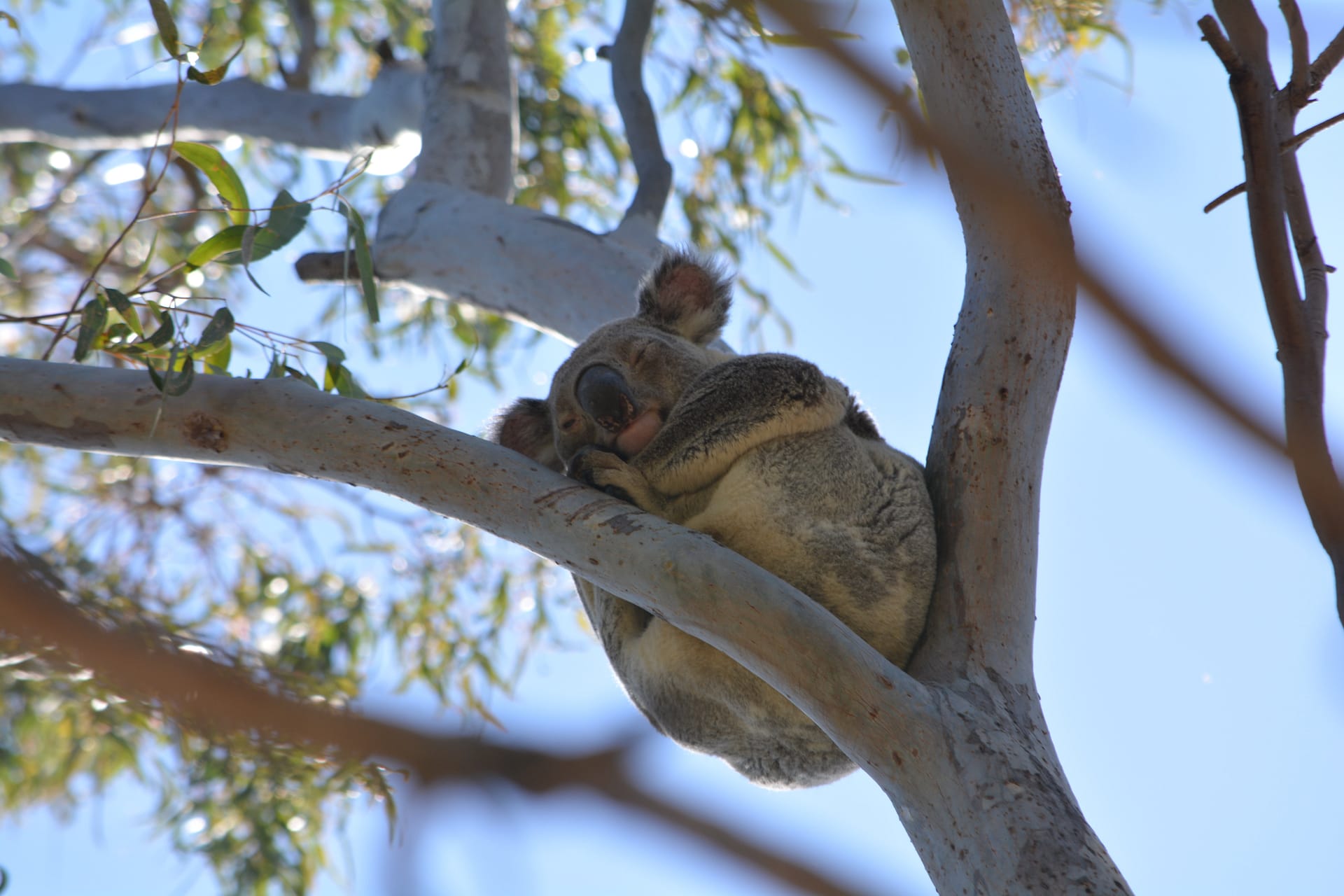 Koala in tree