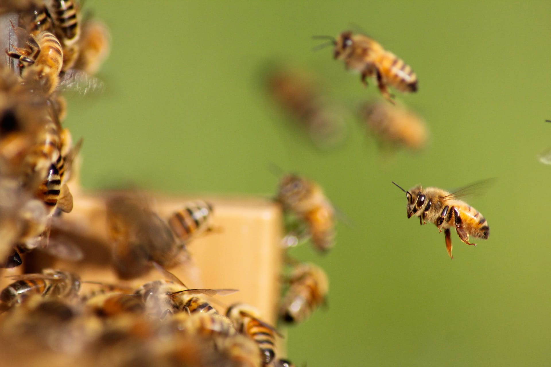 bees