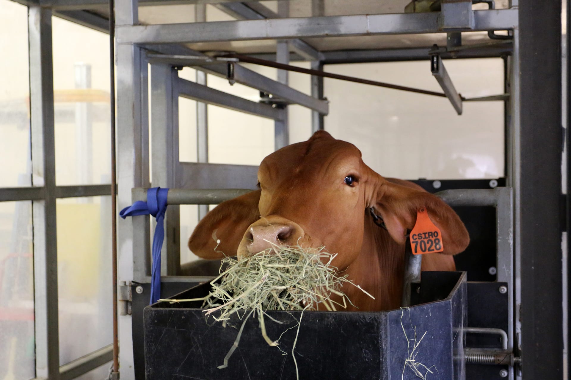 Cow in the FutureFeed research centre