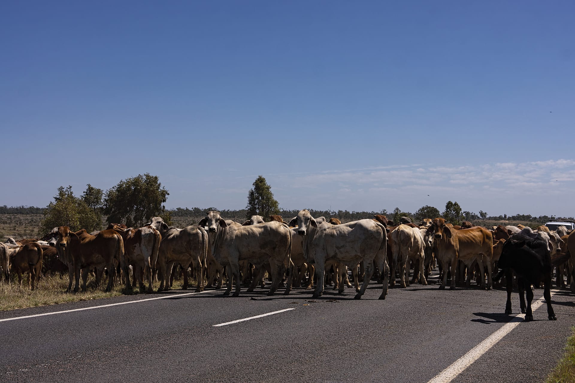 Queensland stock route