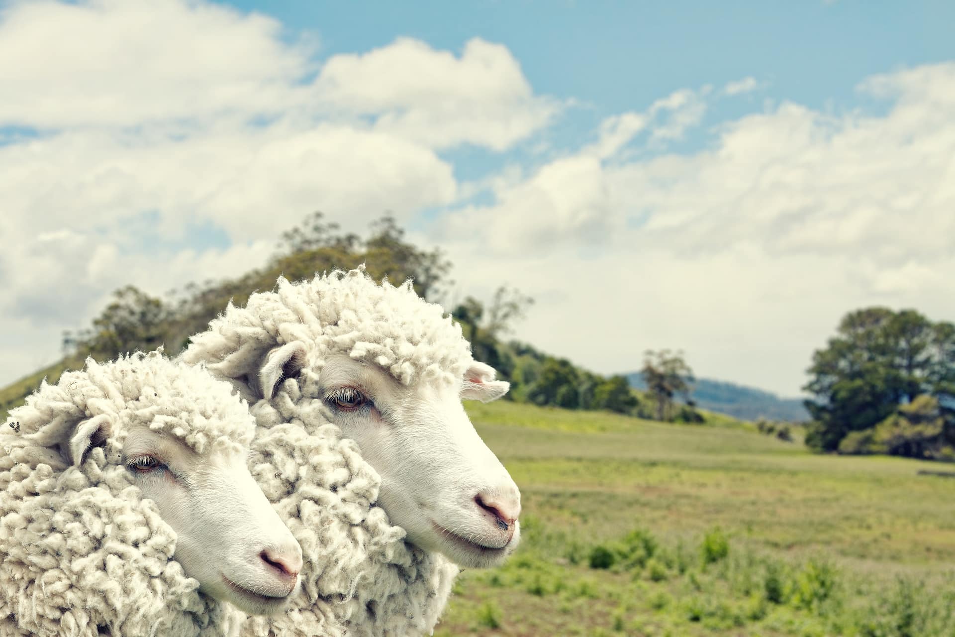 Tasmanian sheep