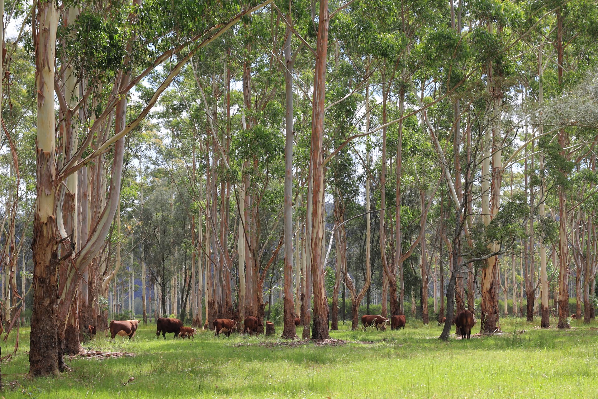 Cattle grazing under gum trees