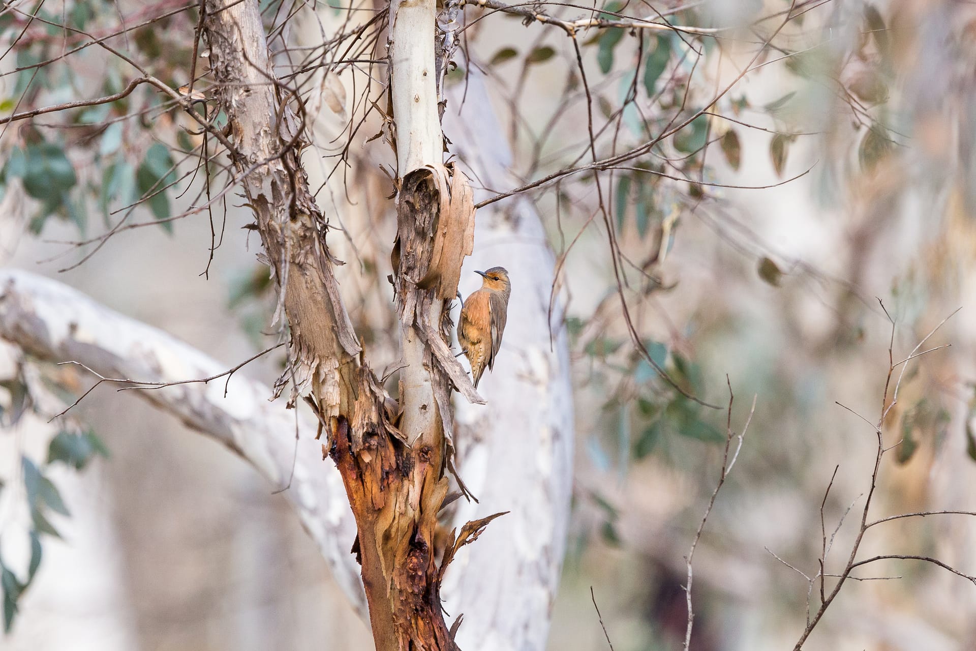 Rufous treecreeper in Dryandra