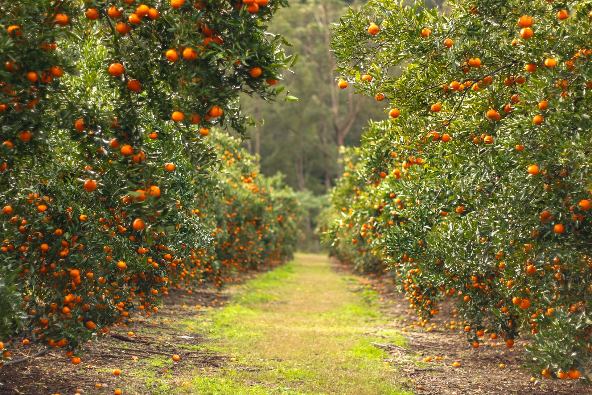 Orchard