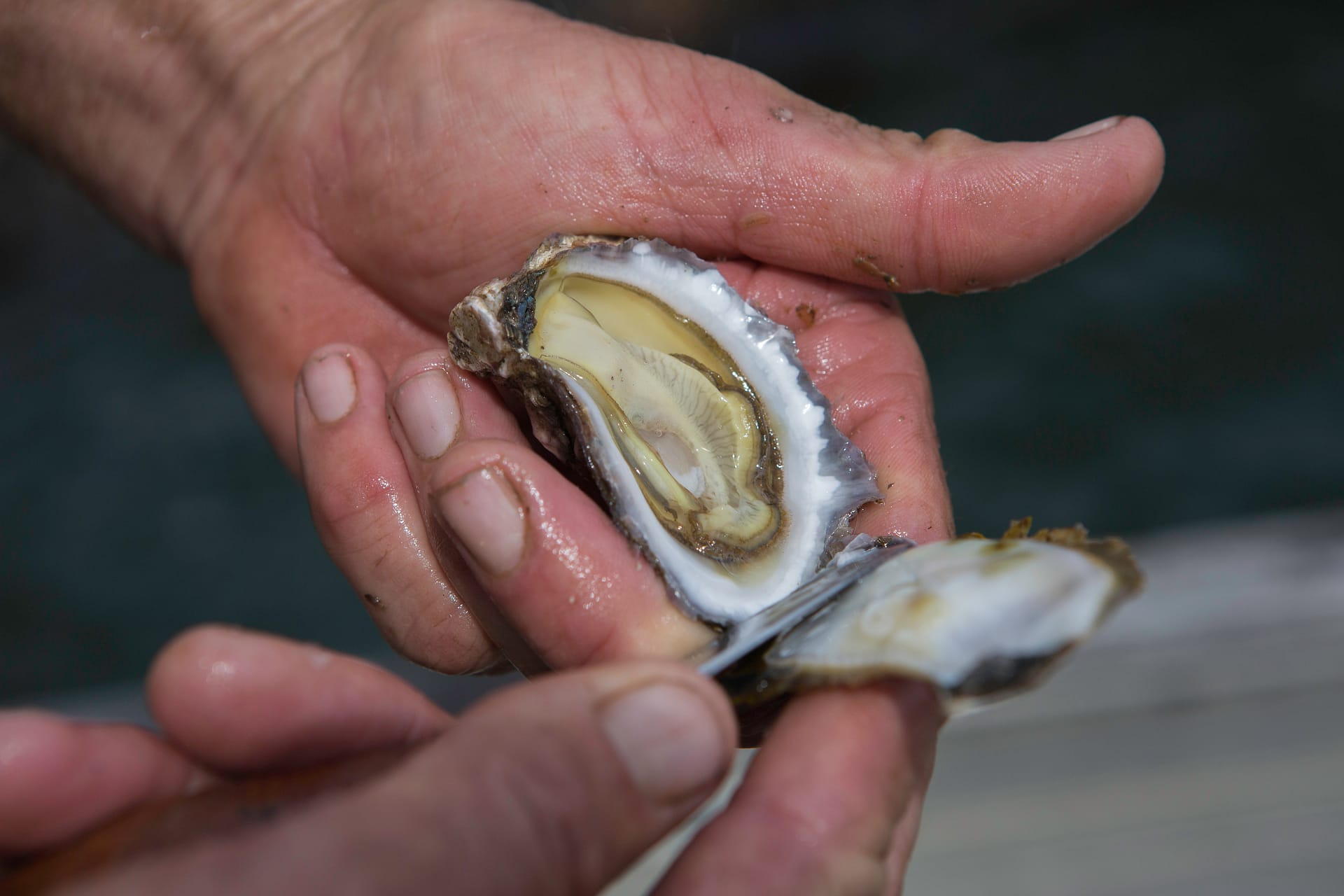 Oyster