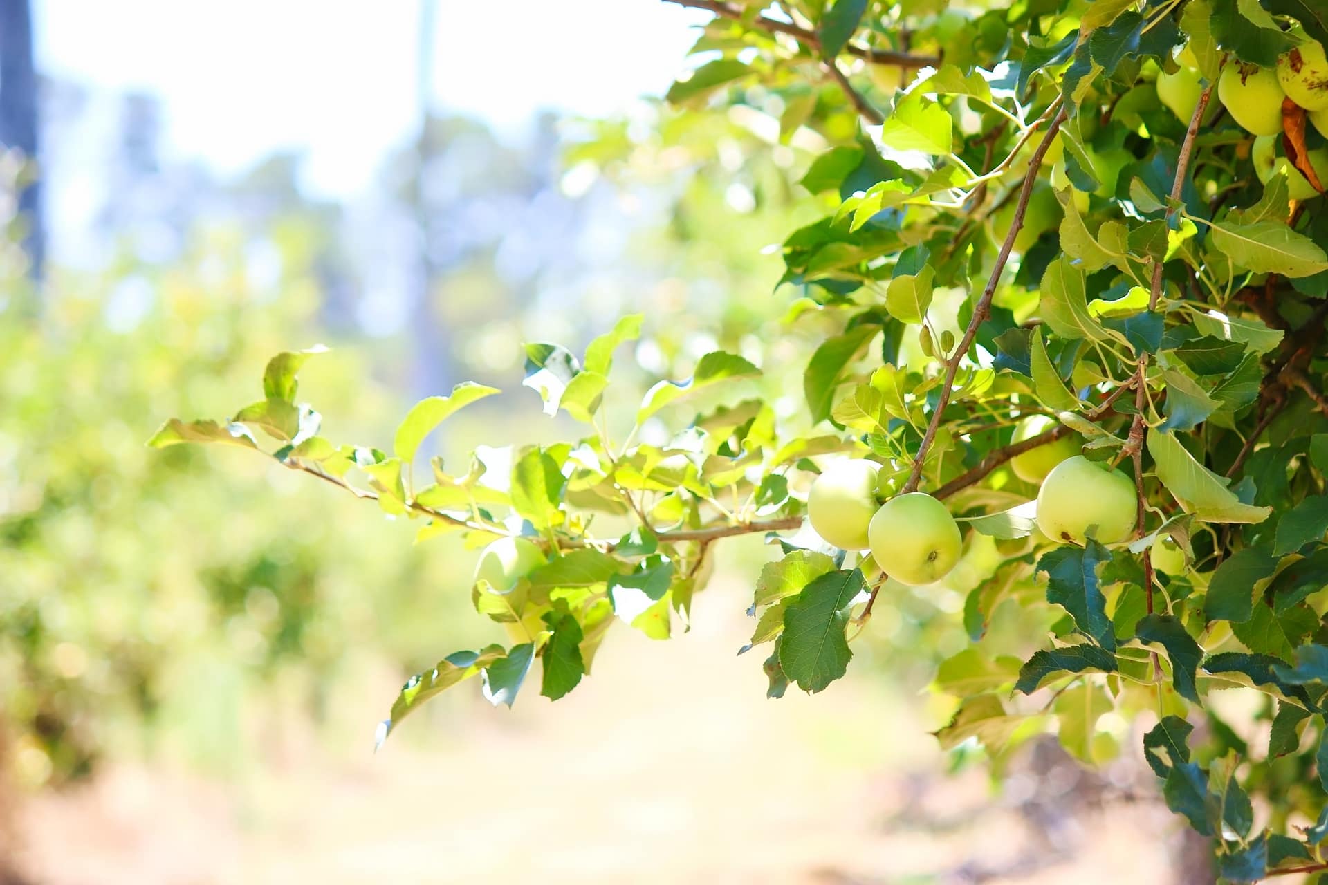 Stanthorpe apples