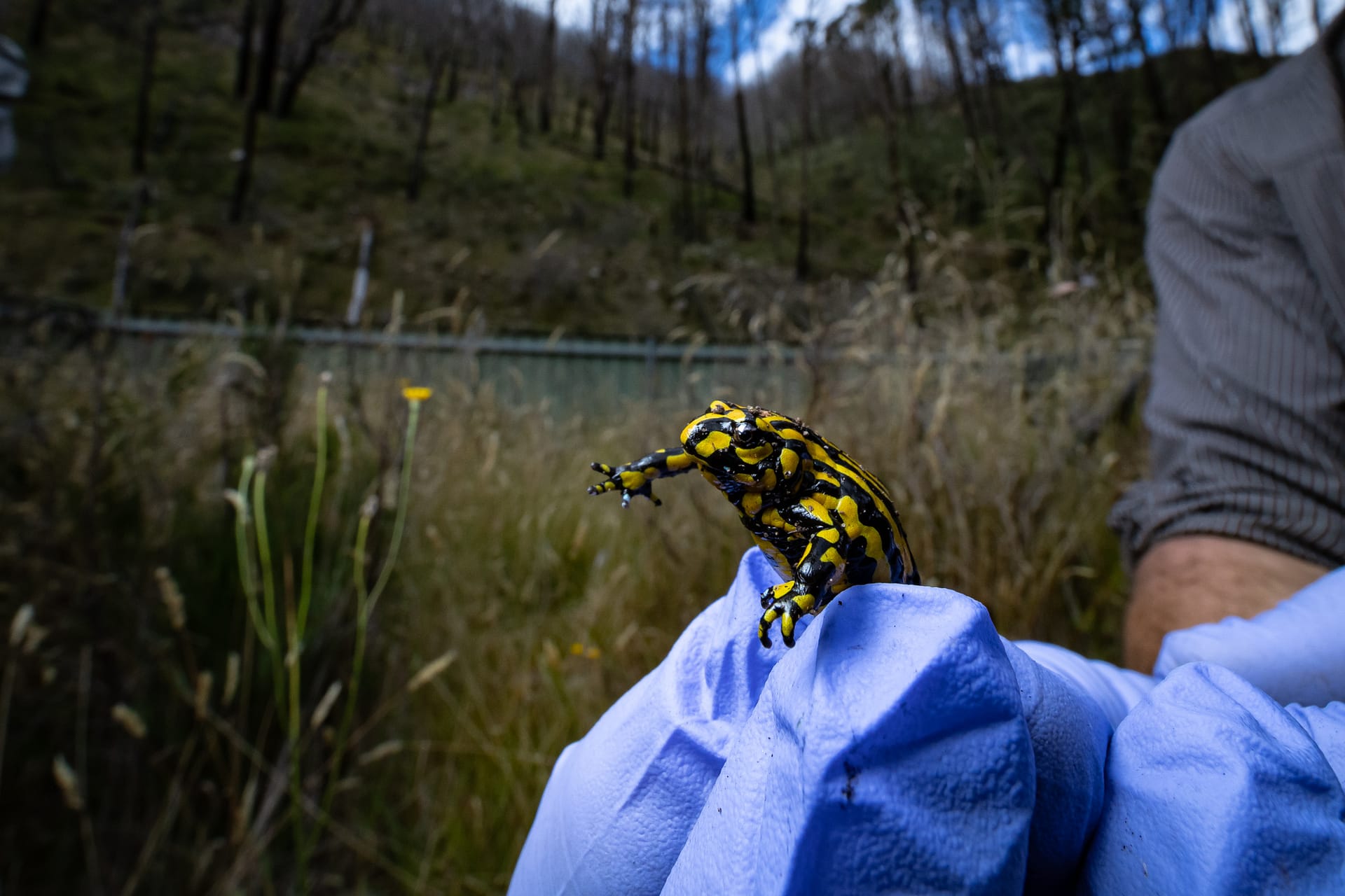 Southern Corroboree frog