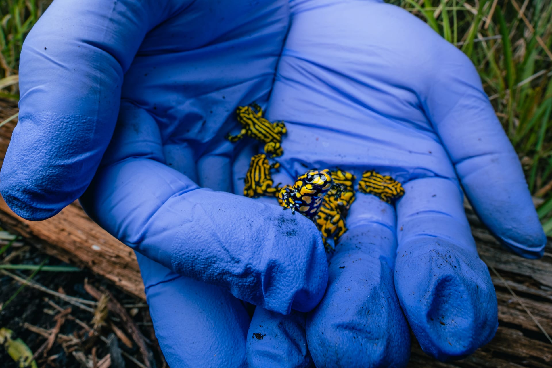 Southern Corroboree frogs
