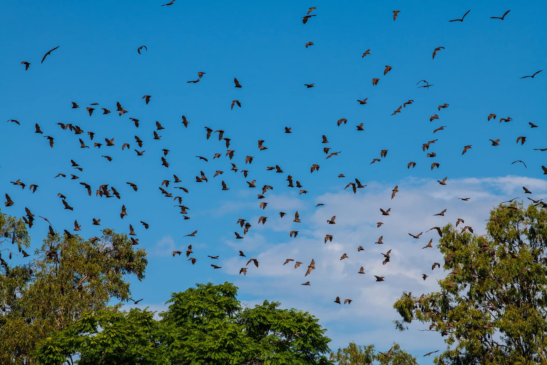 Bats