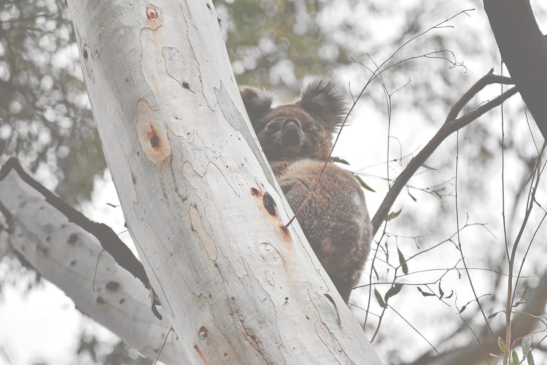 Koala in a gum tree