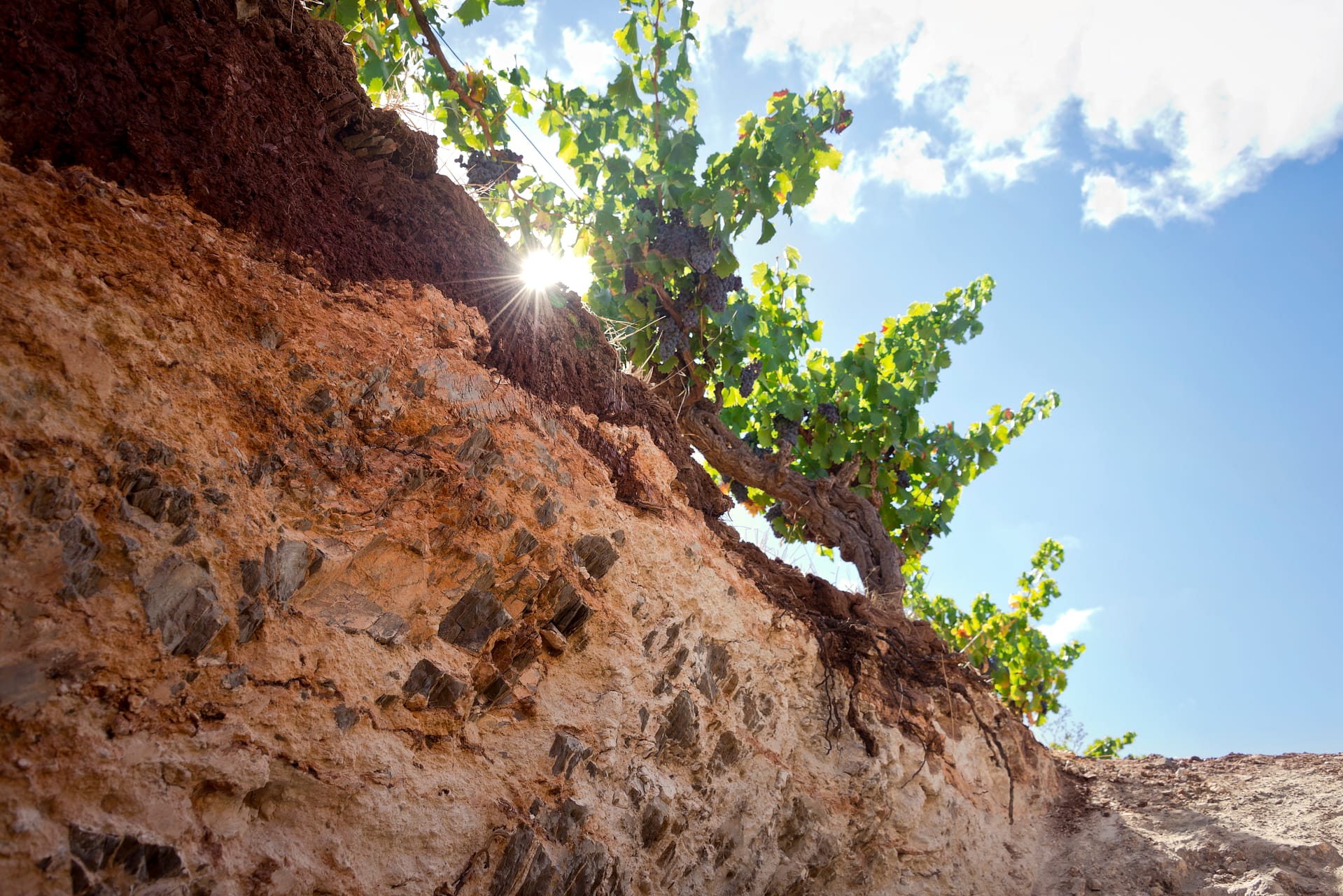 Old Grenache vine on limestone