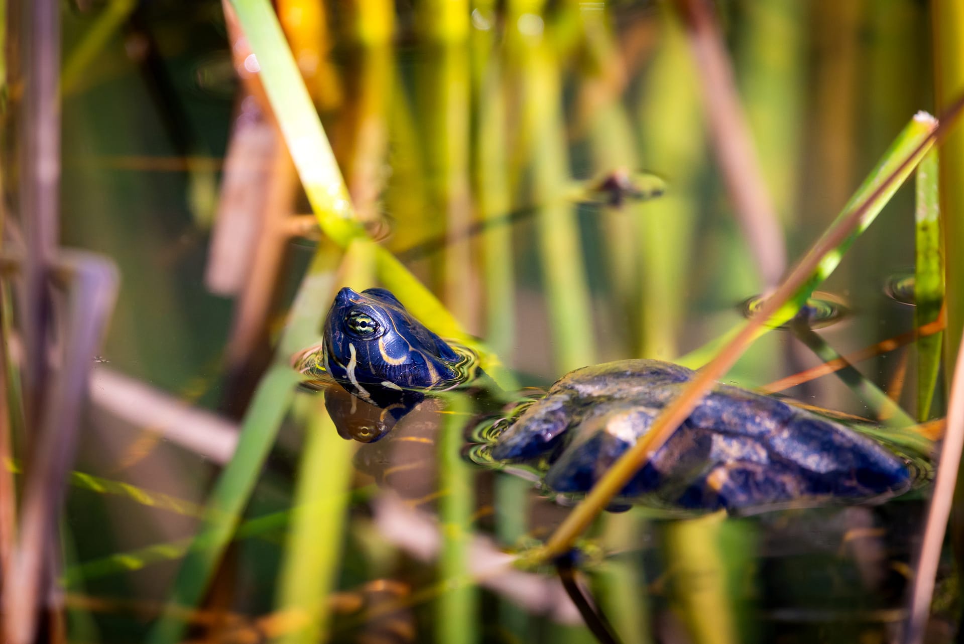Murray River turtle