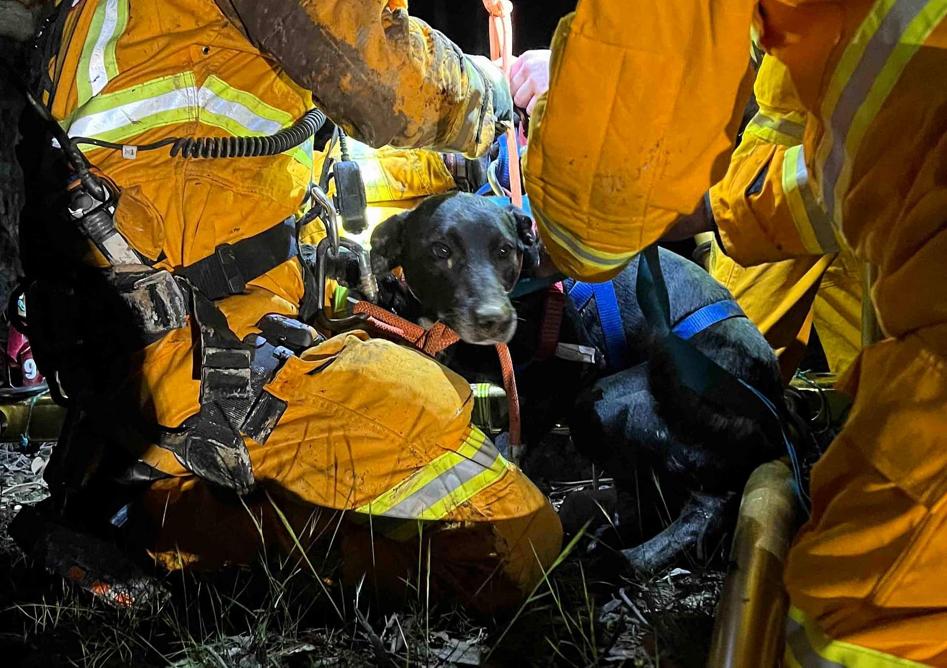 Dog being rescued