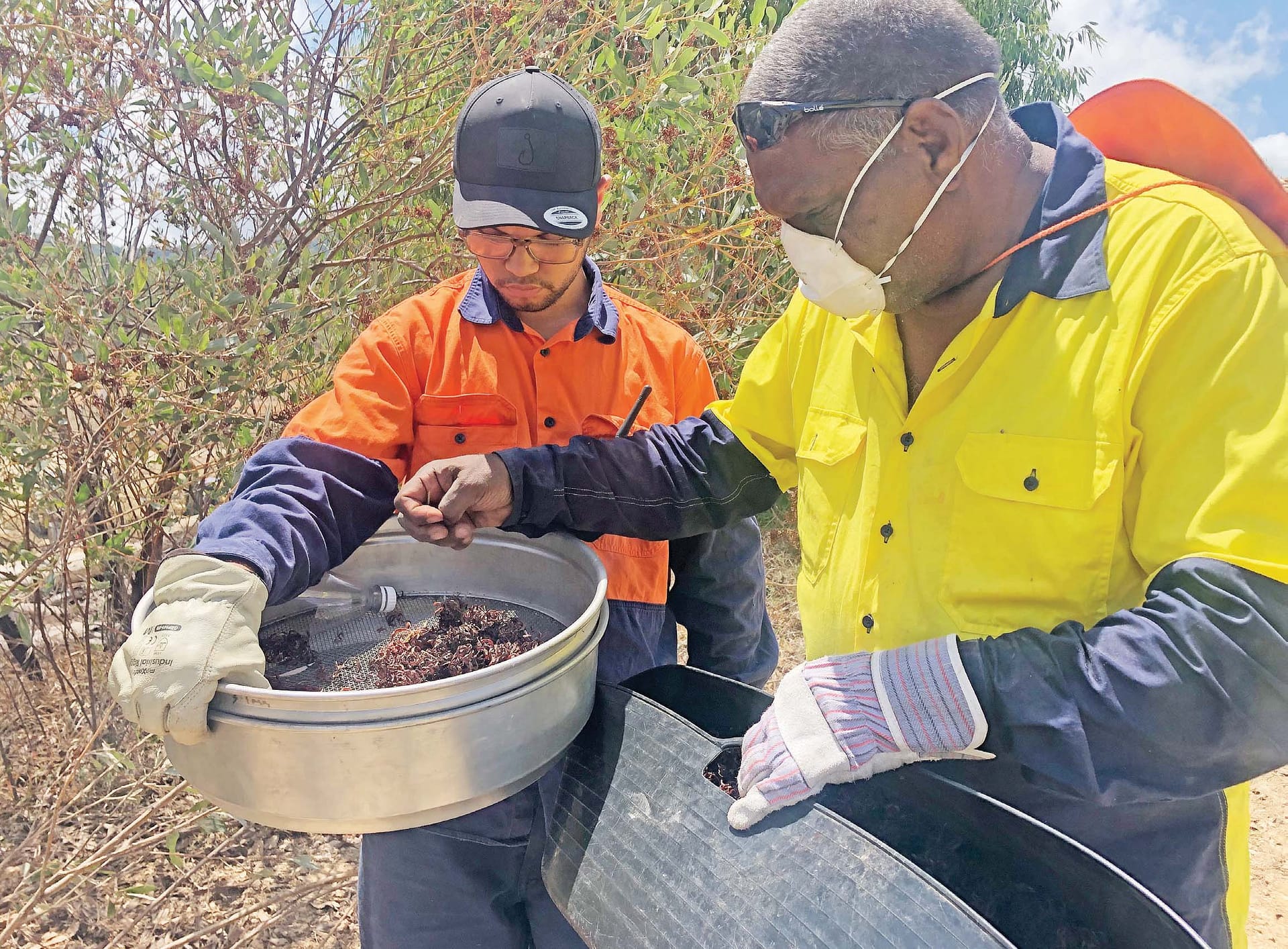 Collecting seeds to plant
