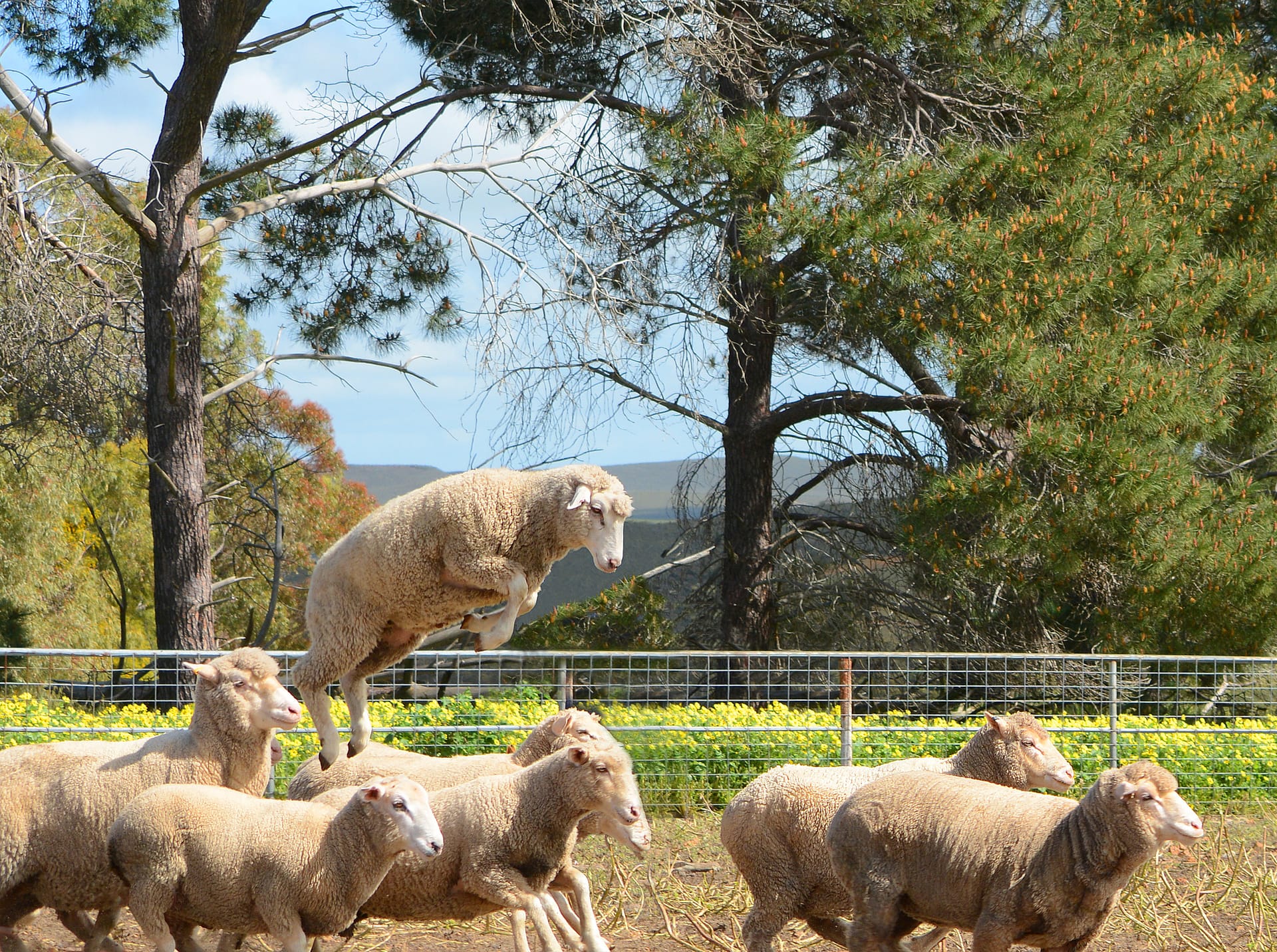 Merinos jumping