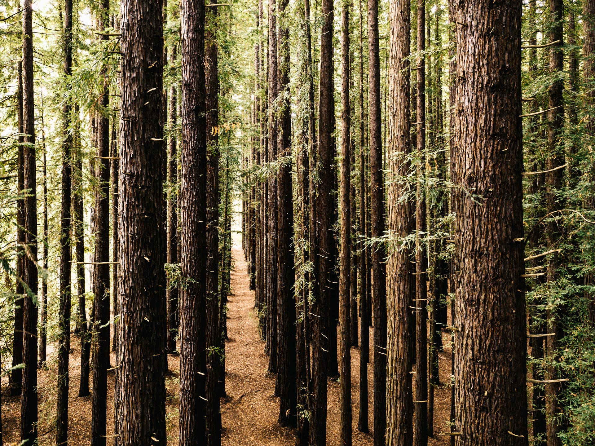 Forest plantation