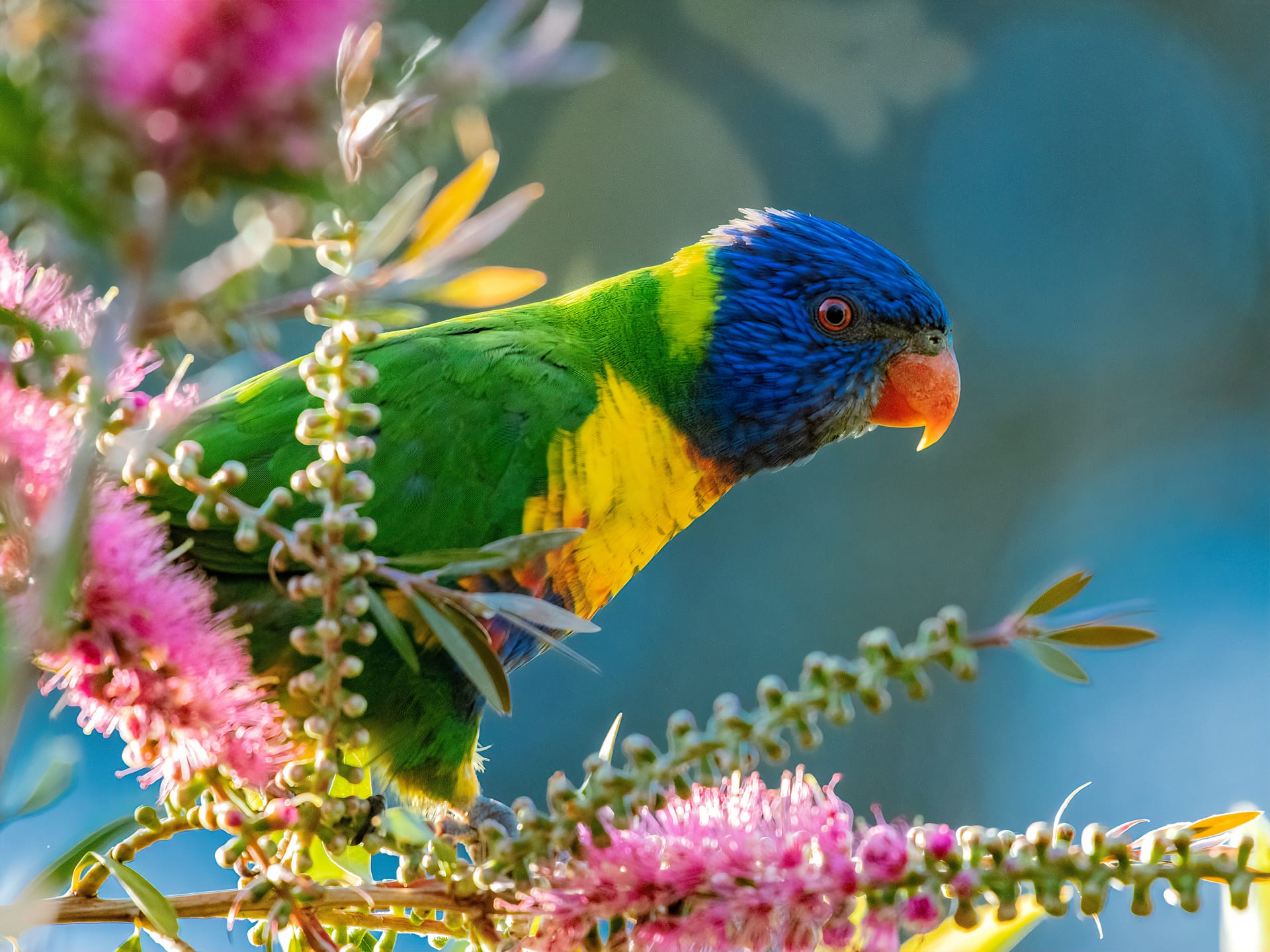 Rainbow lorikeet