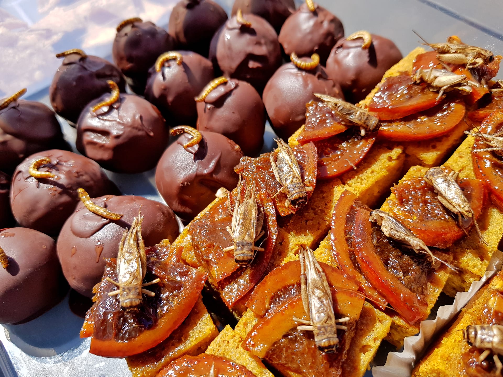 Chocolate cricket protein balls and orange cake