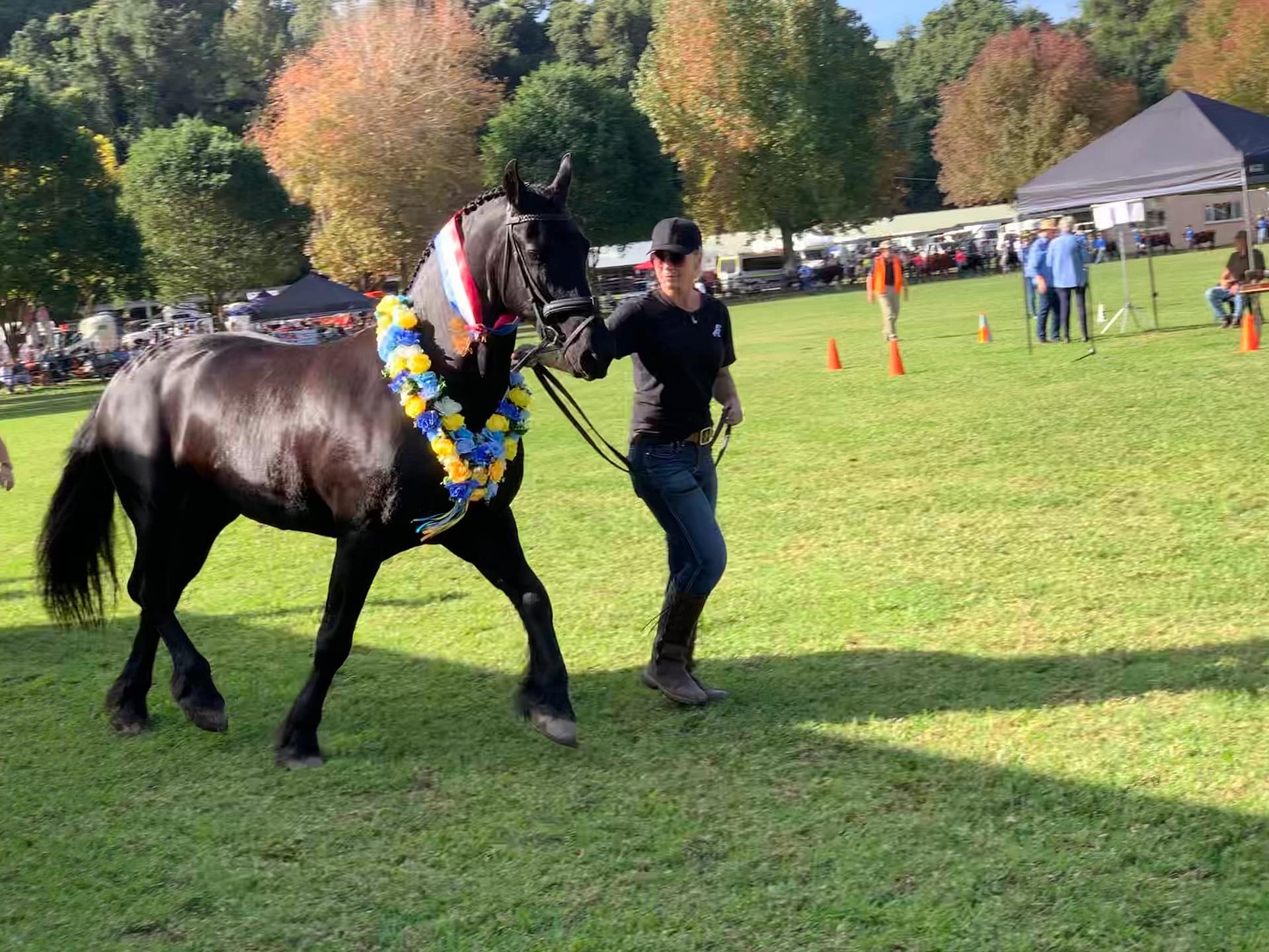 Supreme Led Horse