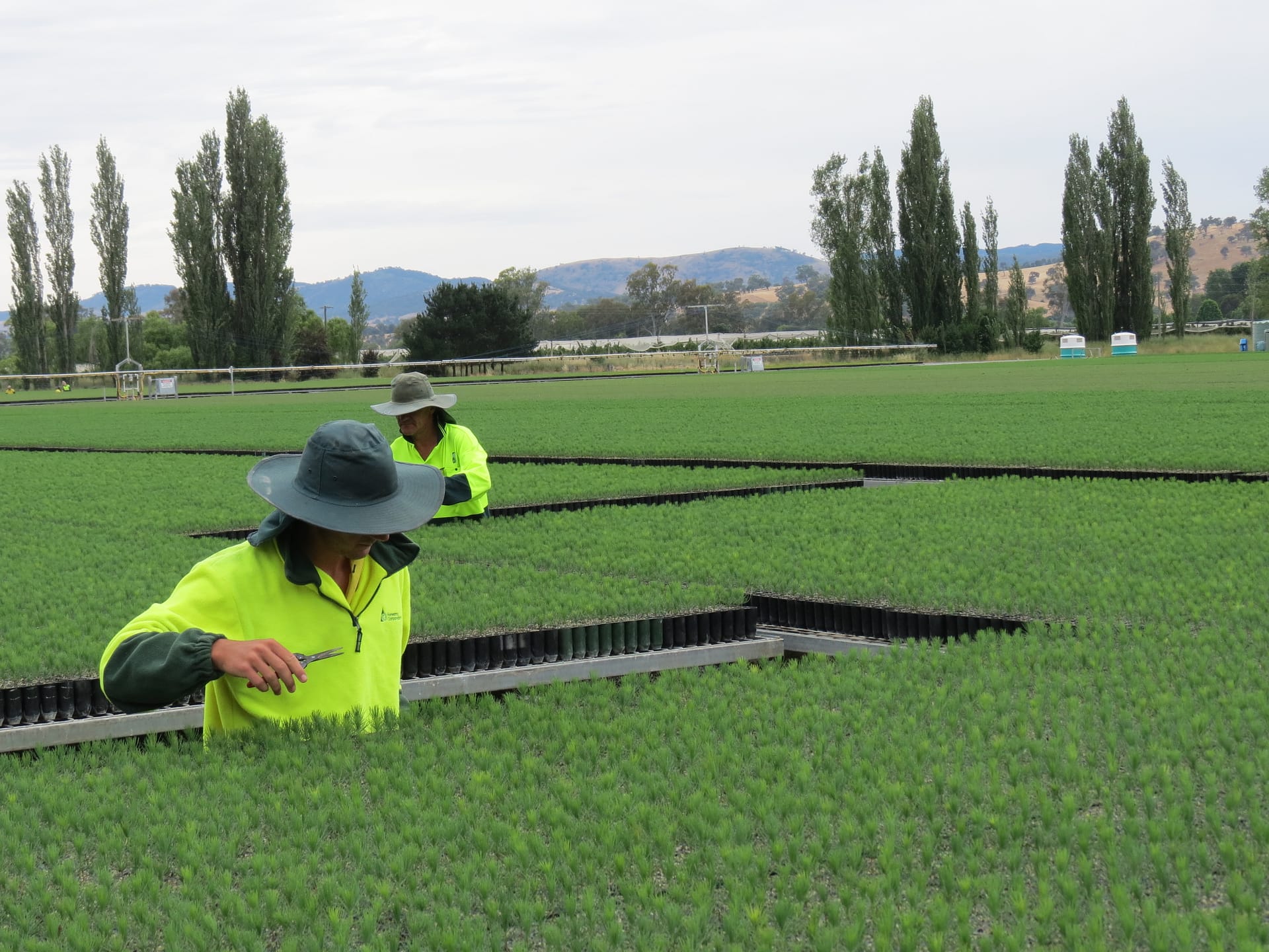 Blowering nursery pine seedlings