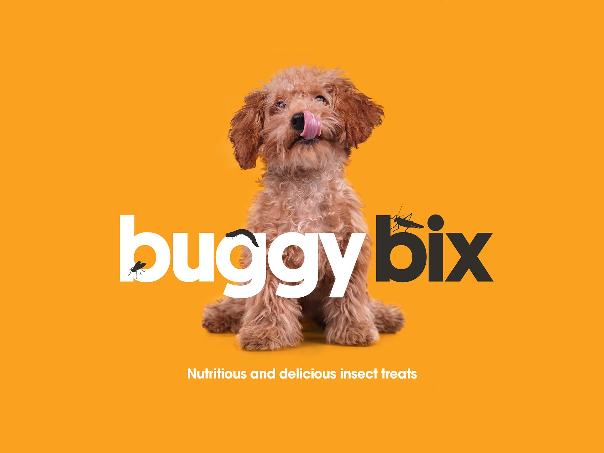 buggy bix banner