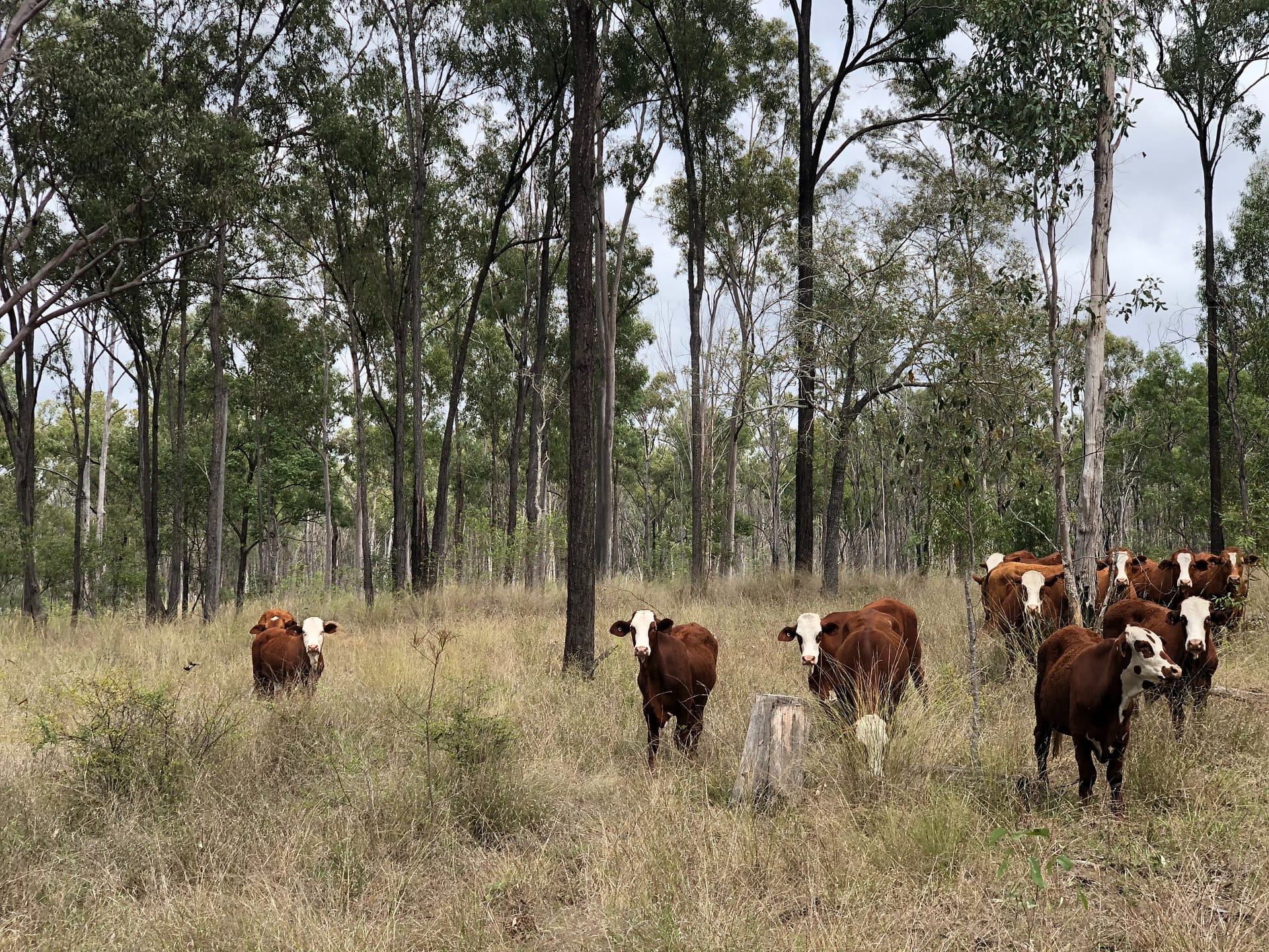 Cattle