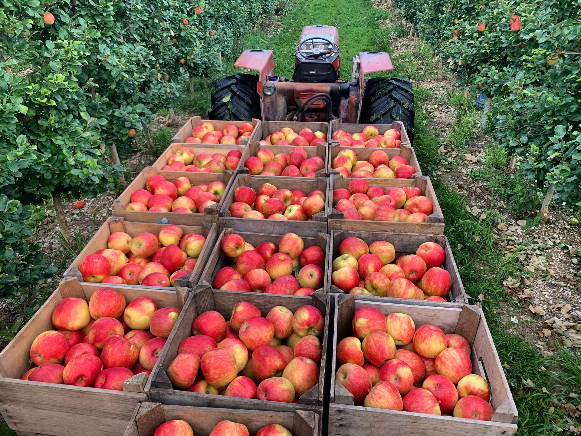 Apples