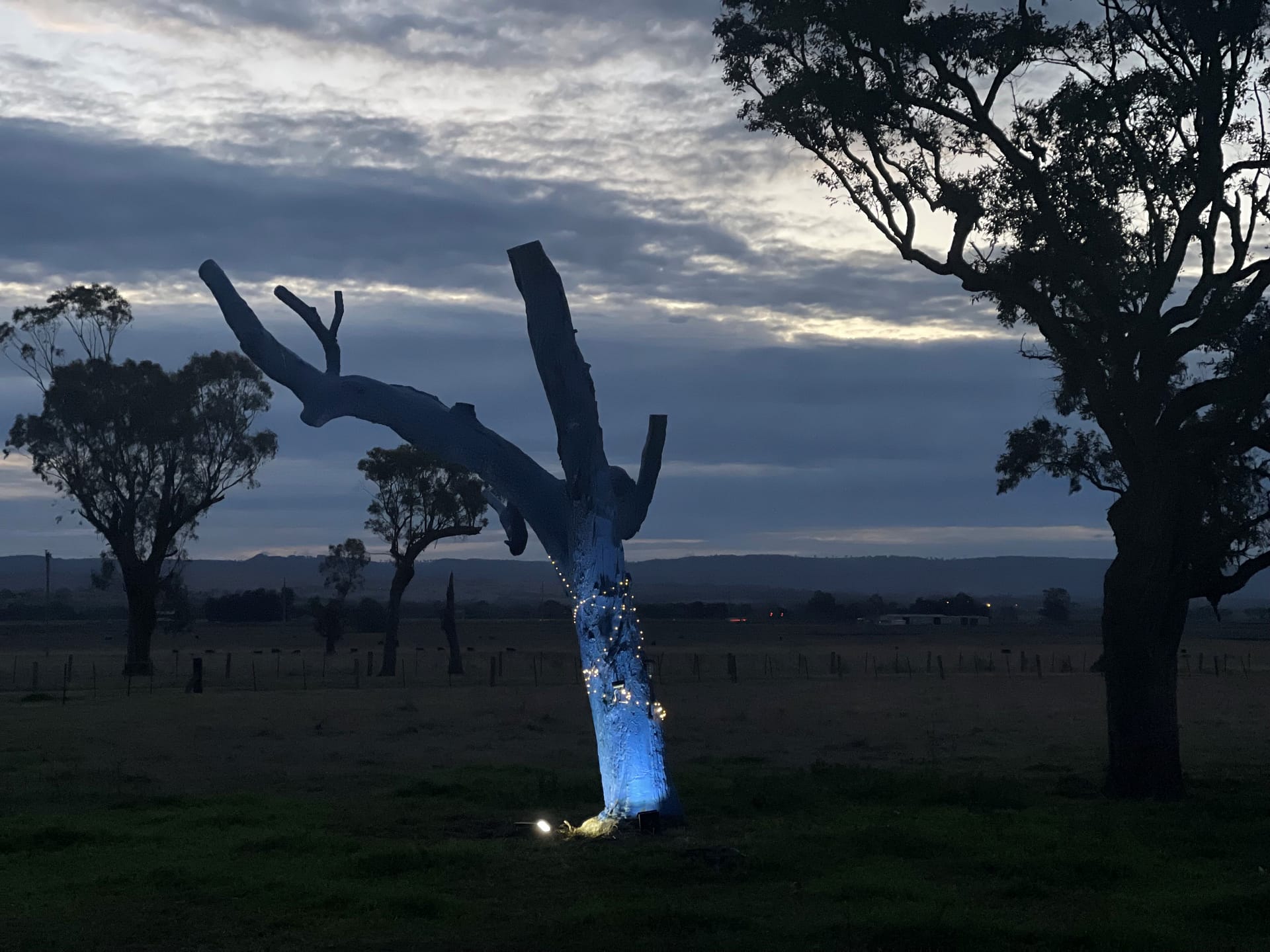 St Heliers Blue Tree