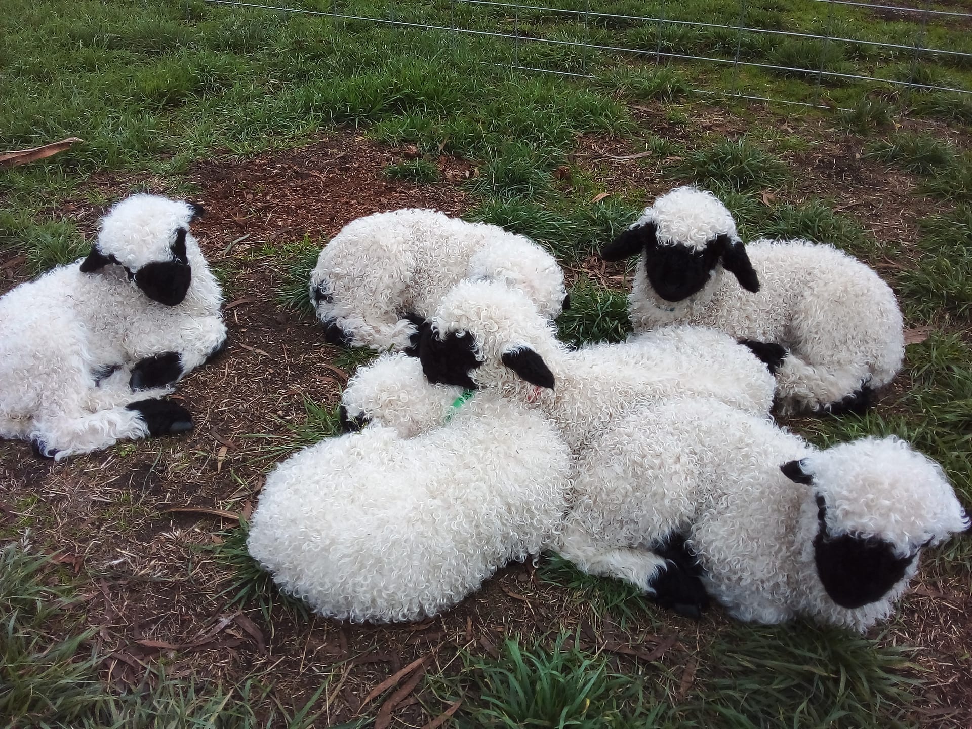 Valais Blacknose sheep