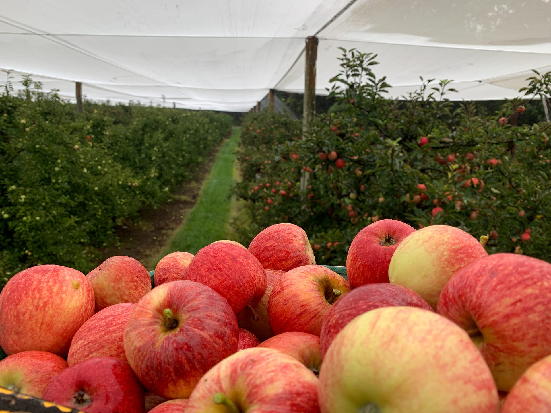 Apple harvest