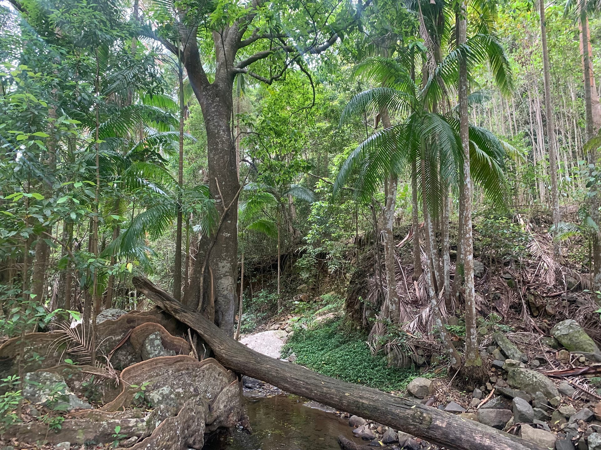 Habitat of the Assa Wollumbin Photo: D McHugh