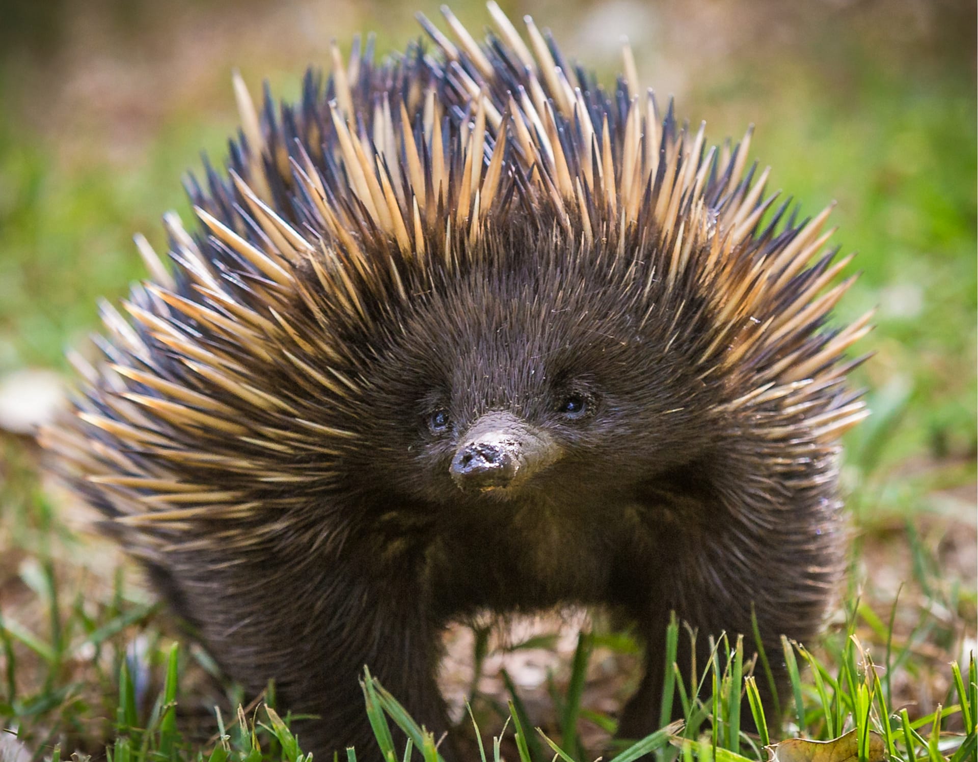 Echidna