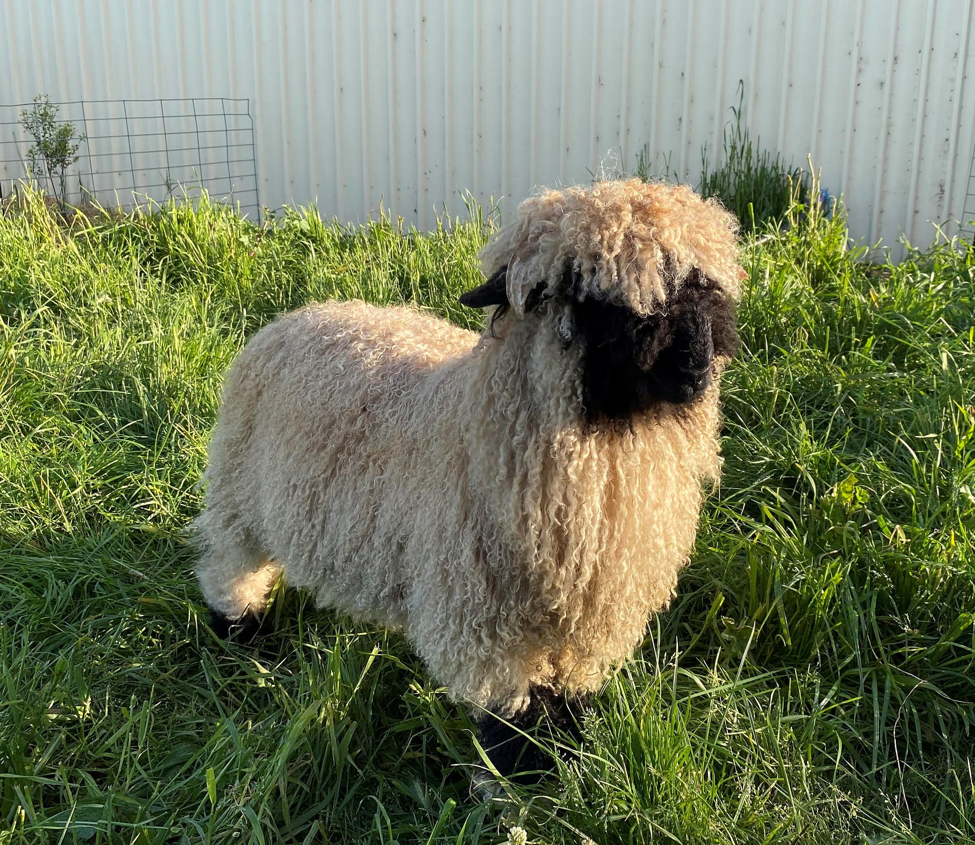 Valais Blacknose ram