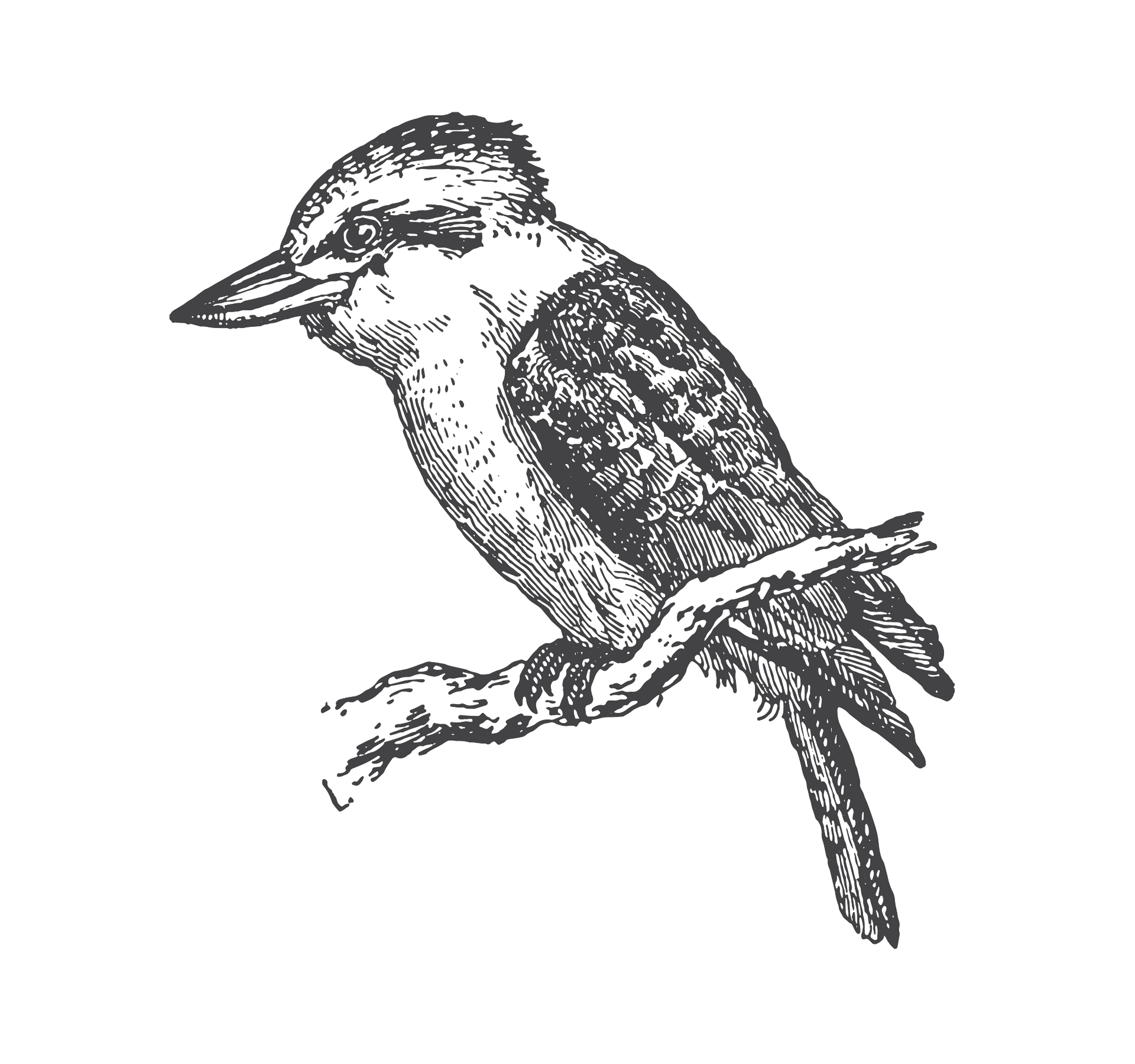 Kookaburra