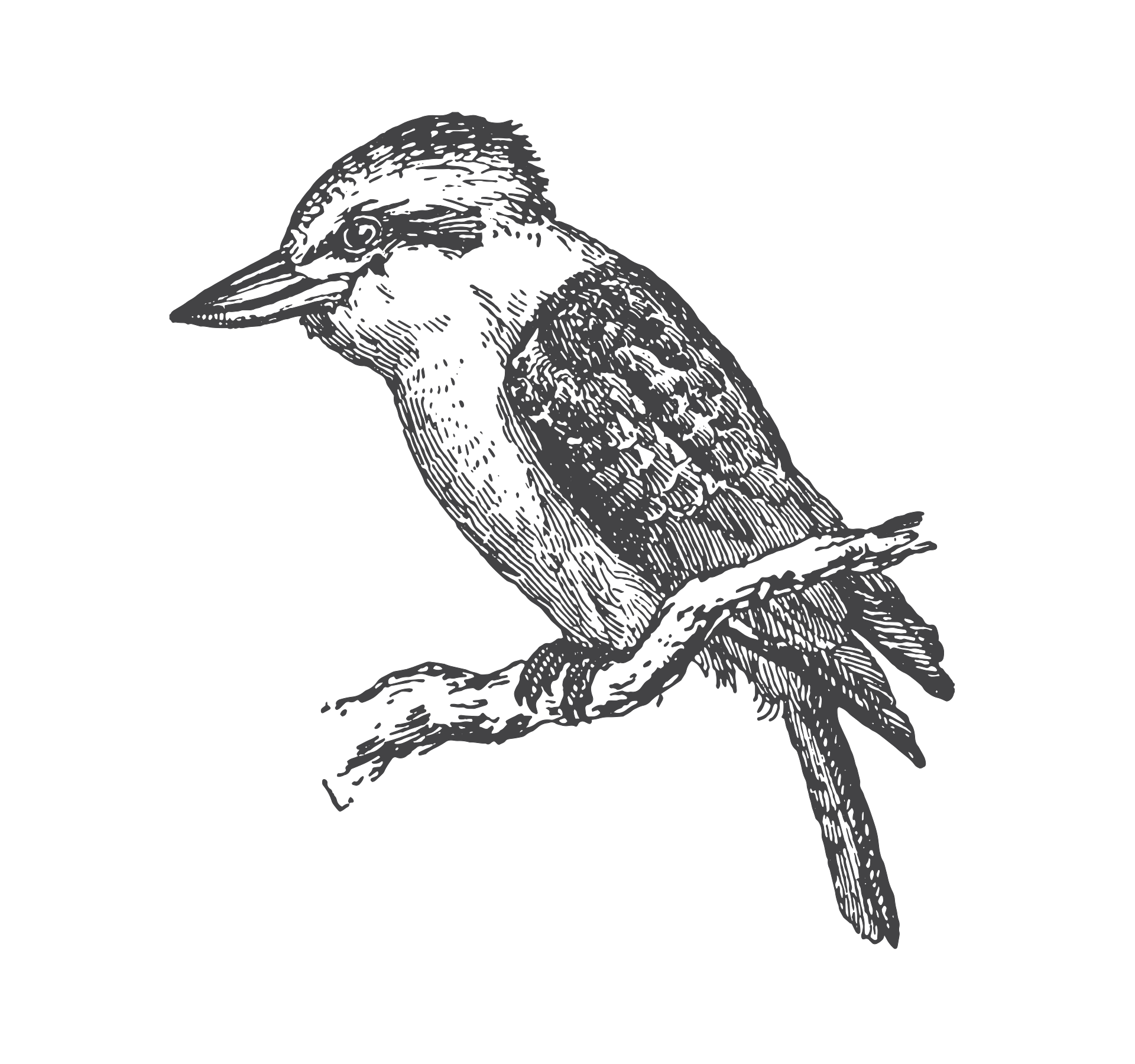 Kookaburra Calling