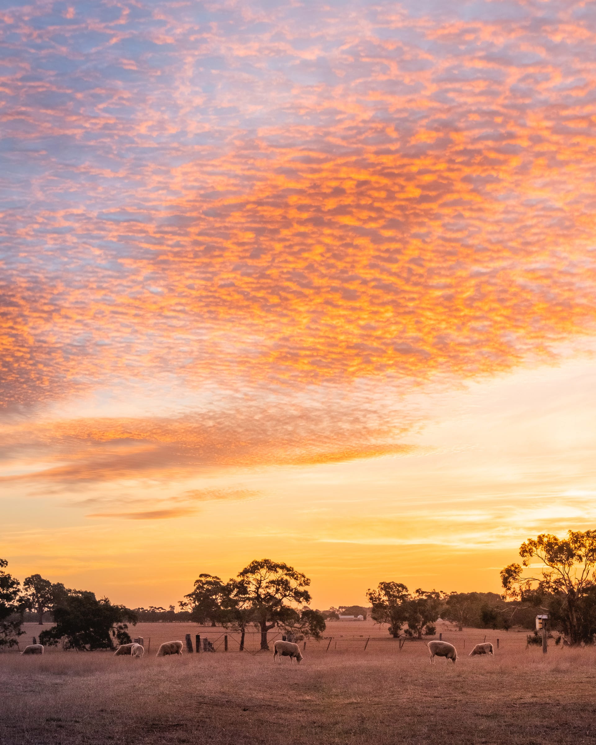 Sunset over sheep