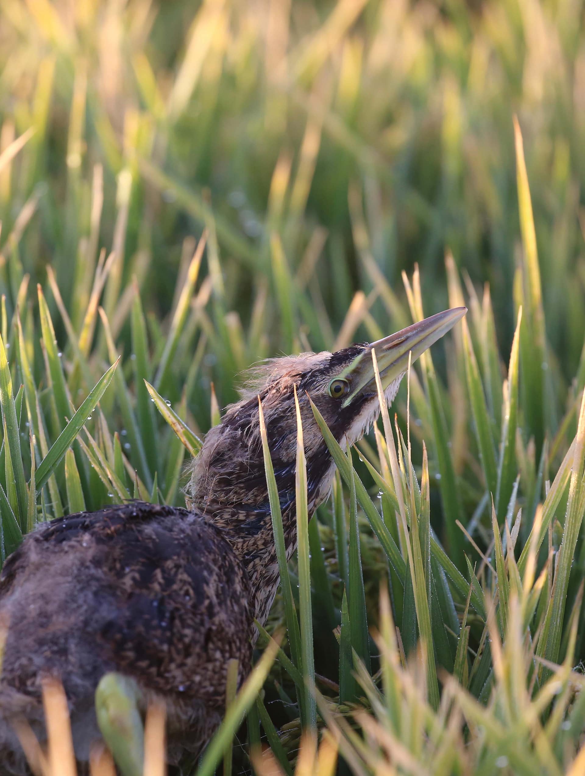 Bittern chick