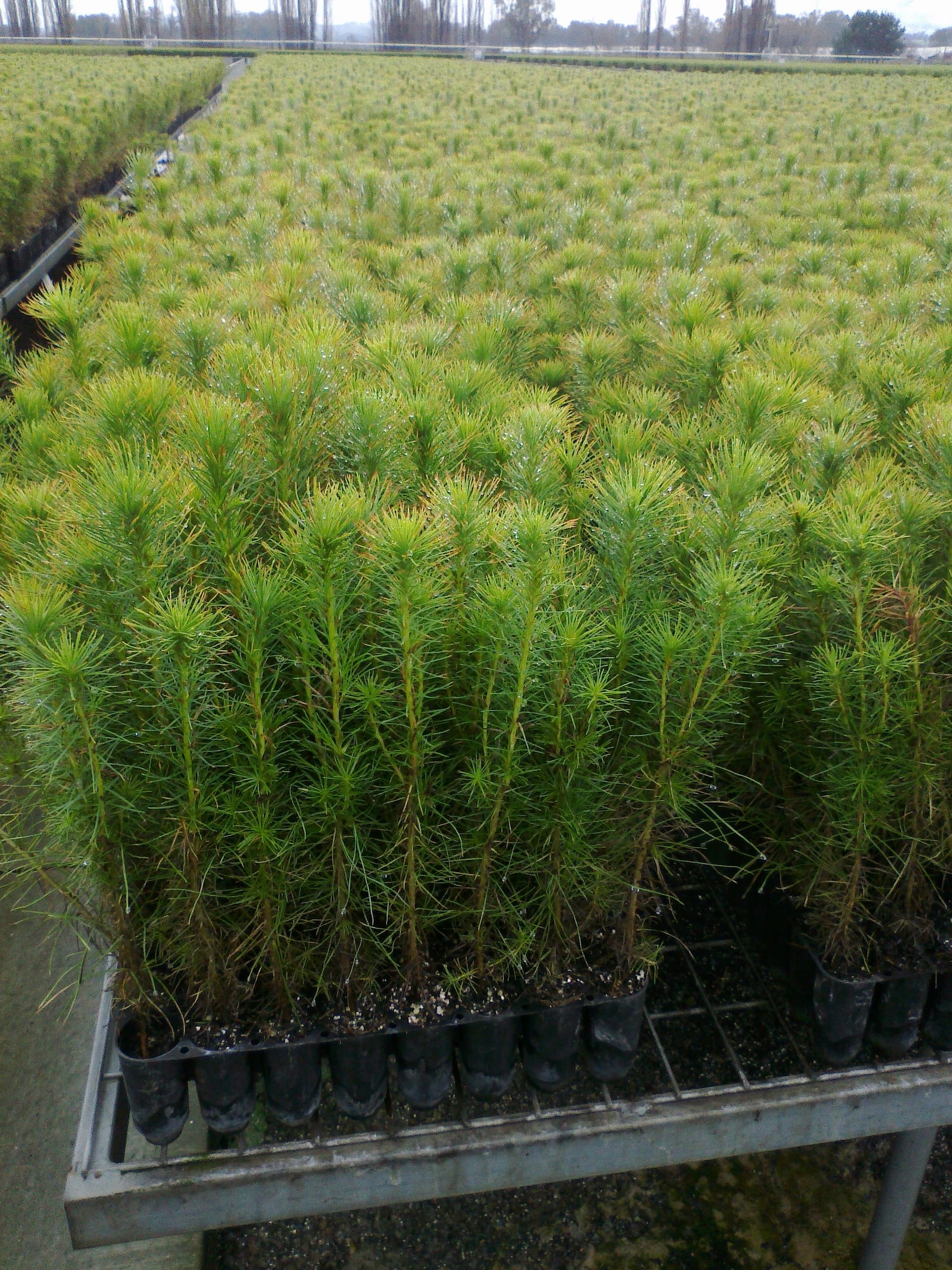 Seedlings