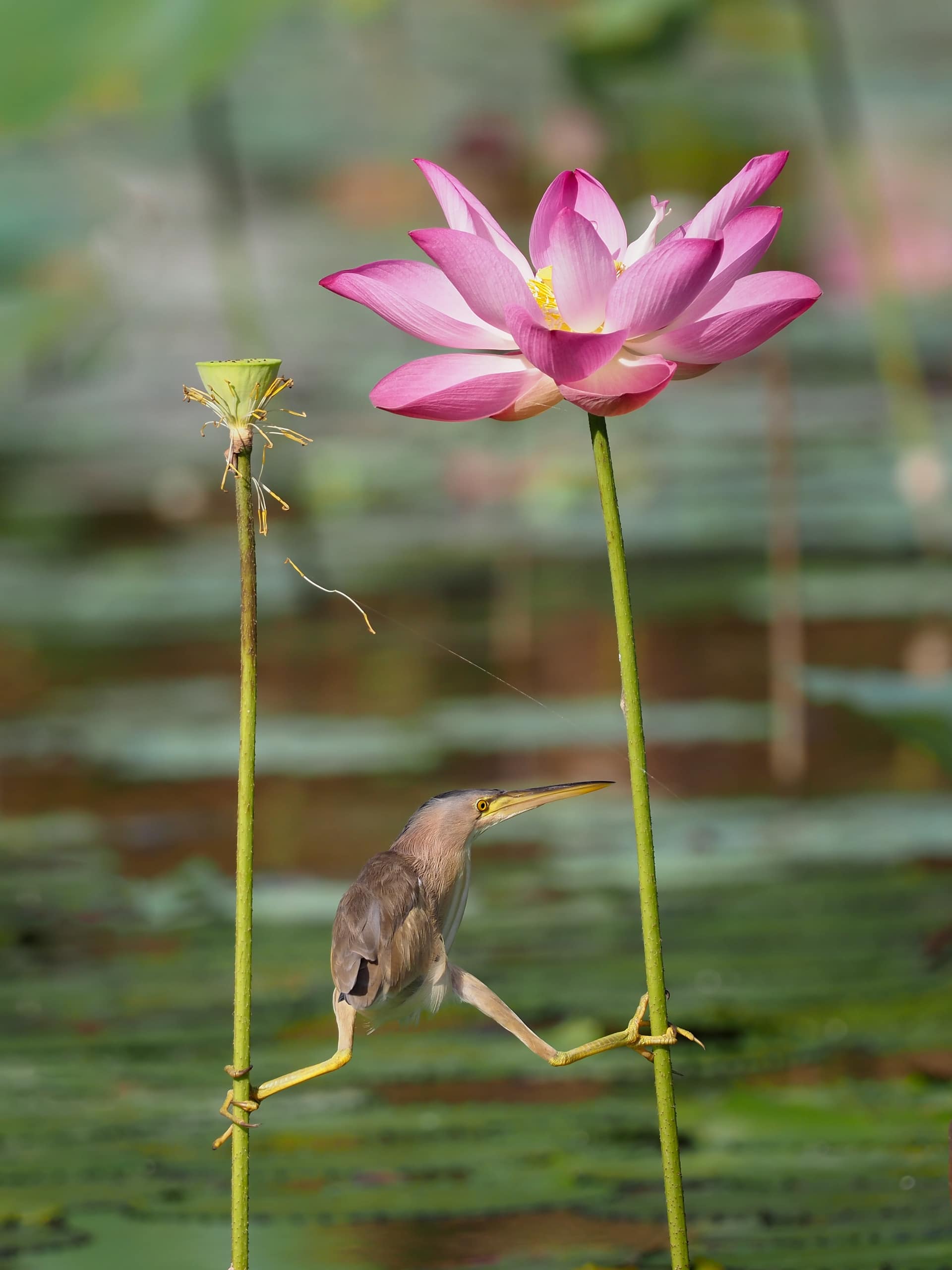 Balancing bird