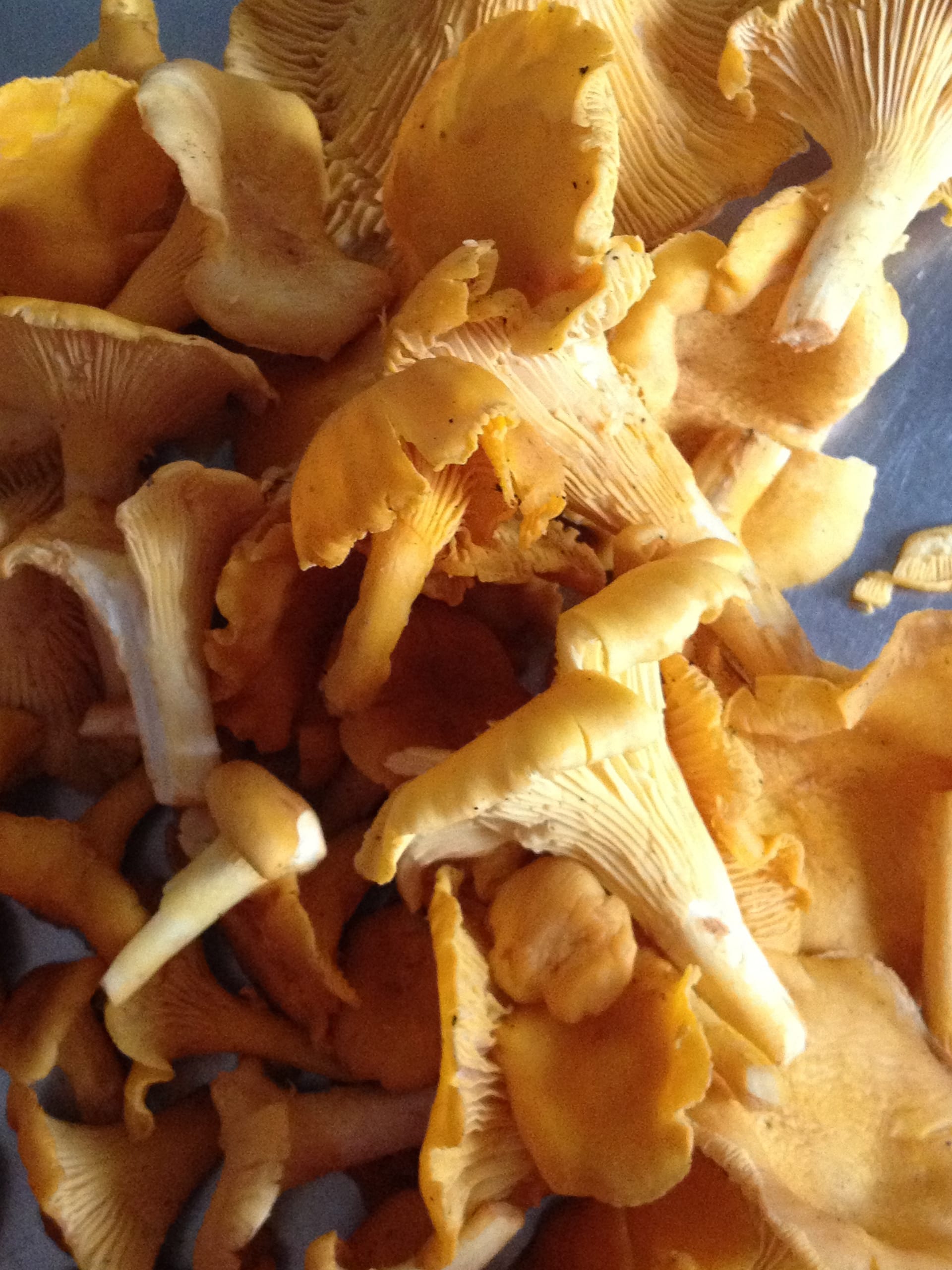 mushrooms