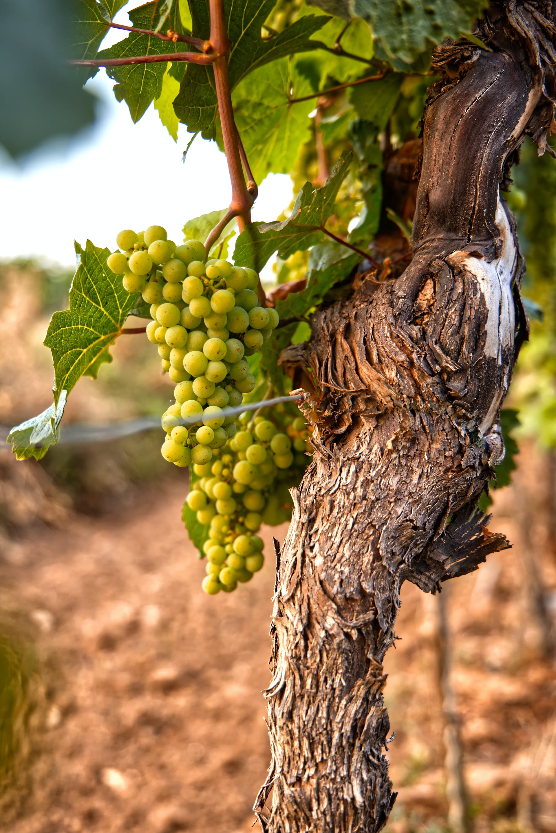 Old grape vine