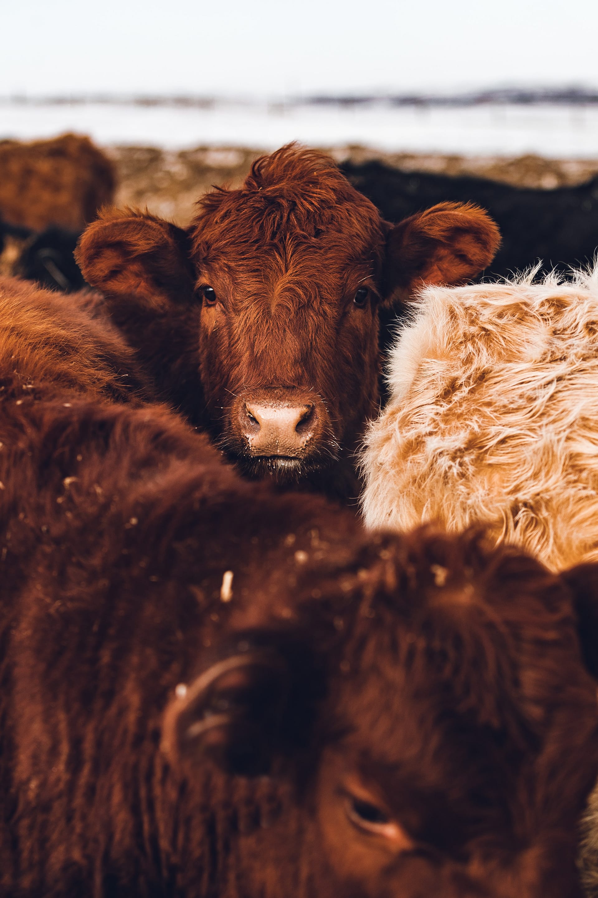 Cattle