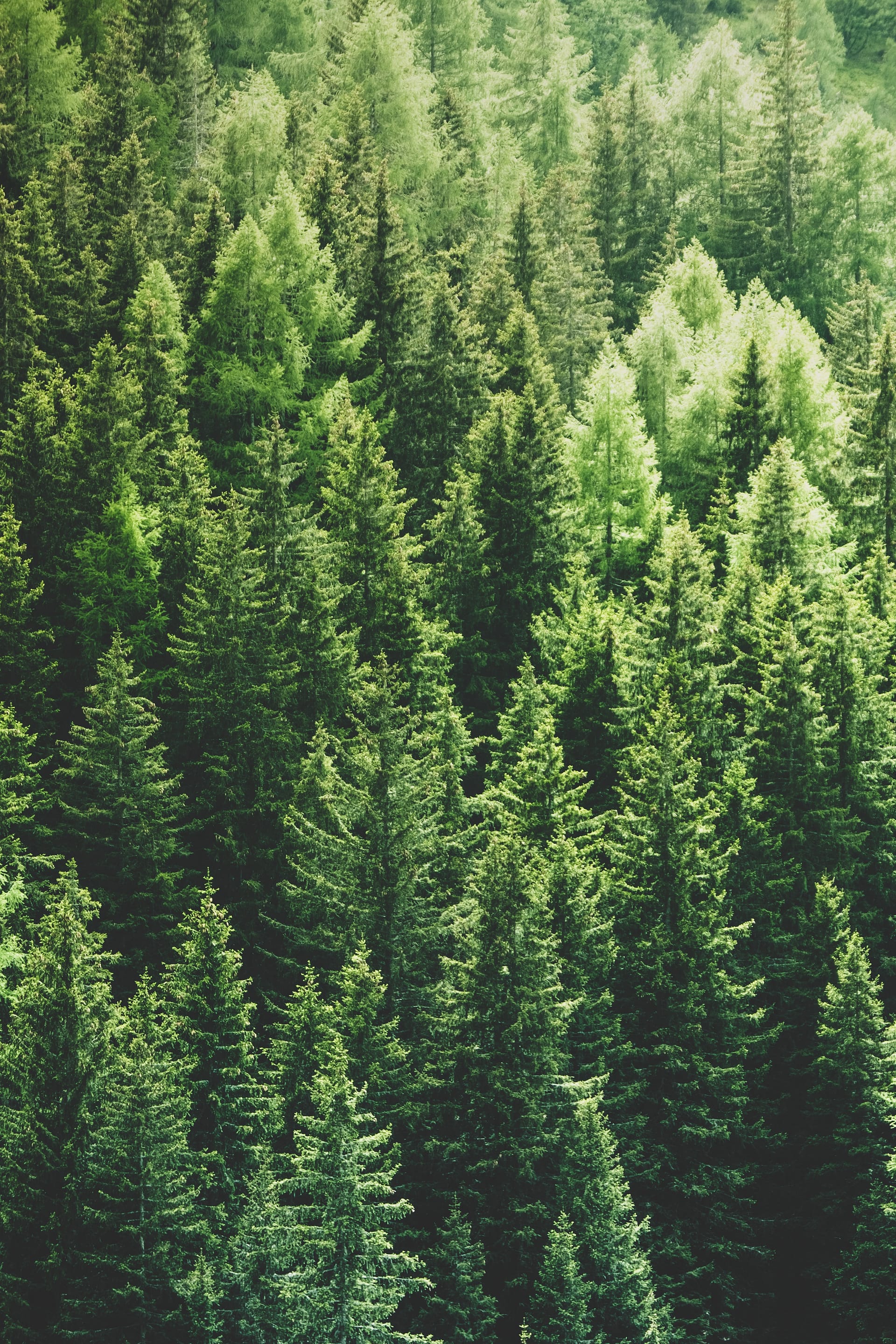Pines