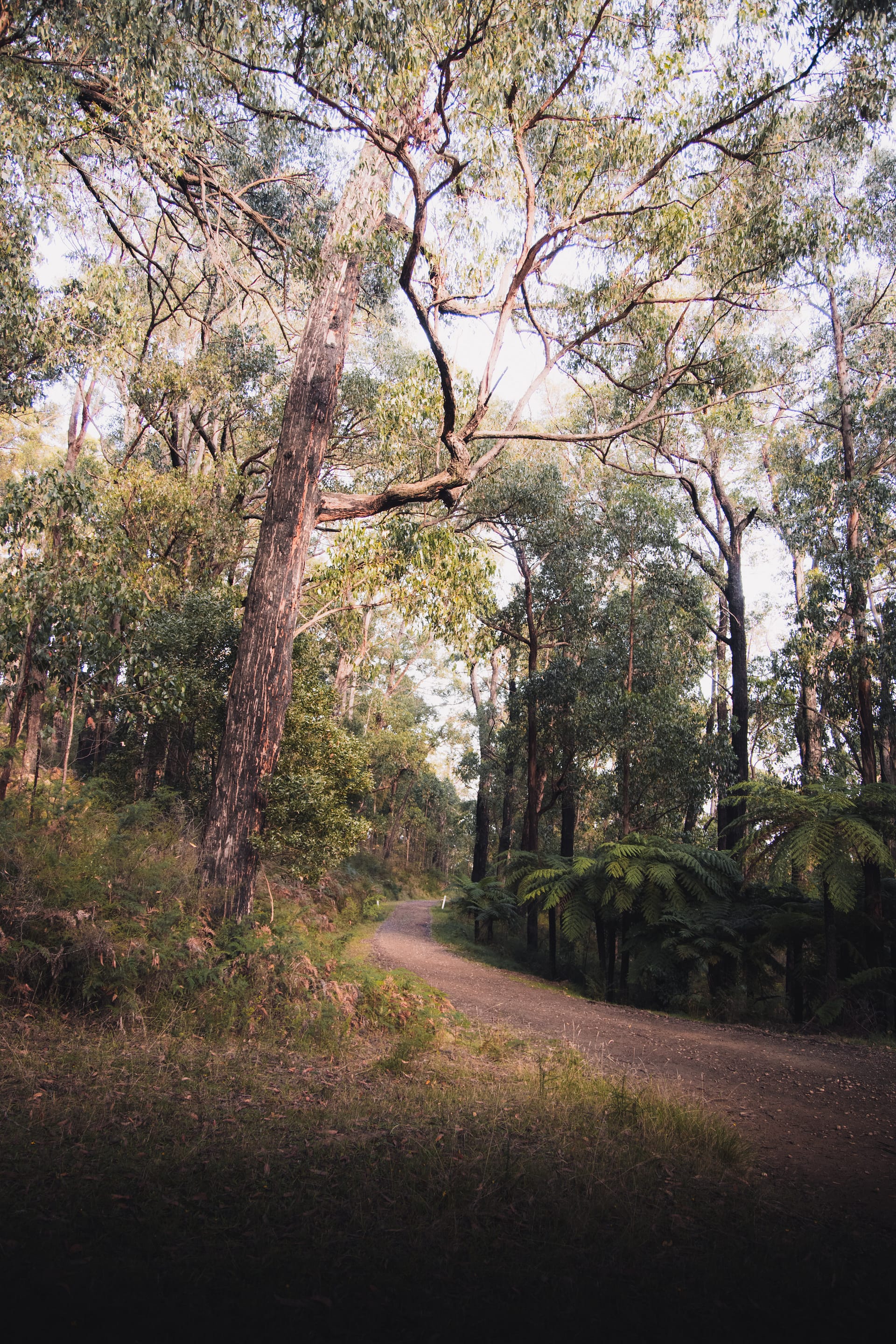 Healesville