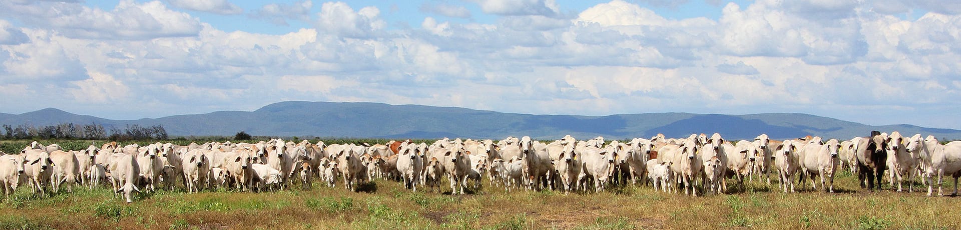 Kaiuroo Aggregation