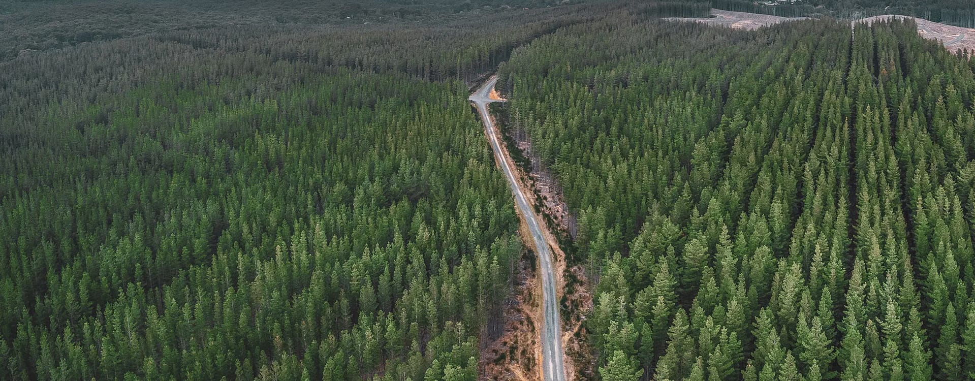 Timber plantation