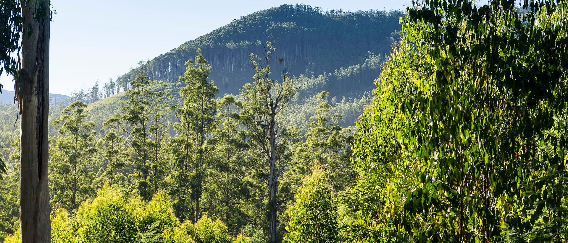 VicForests_regrowing