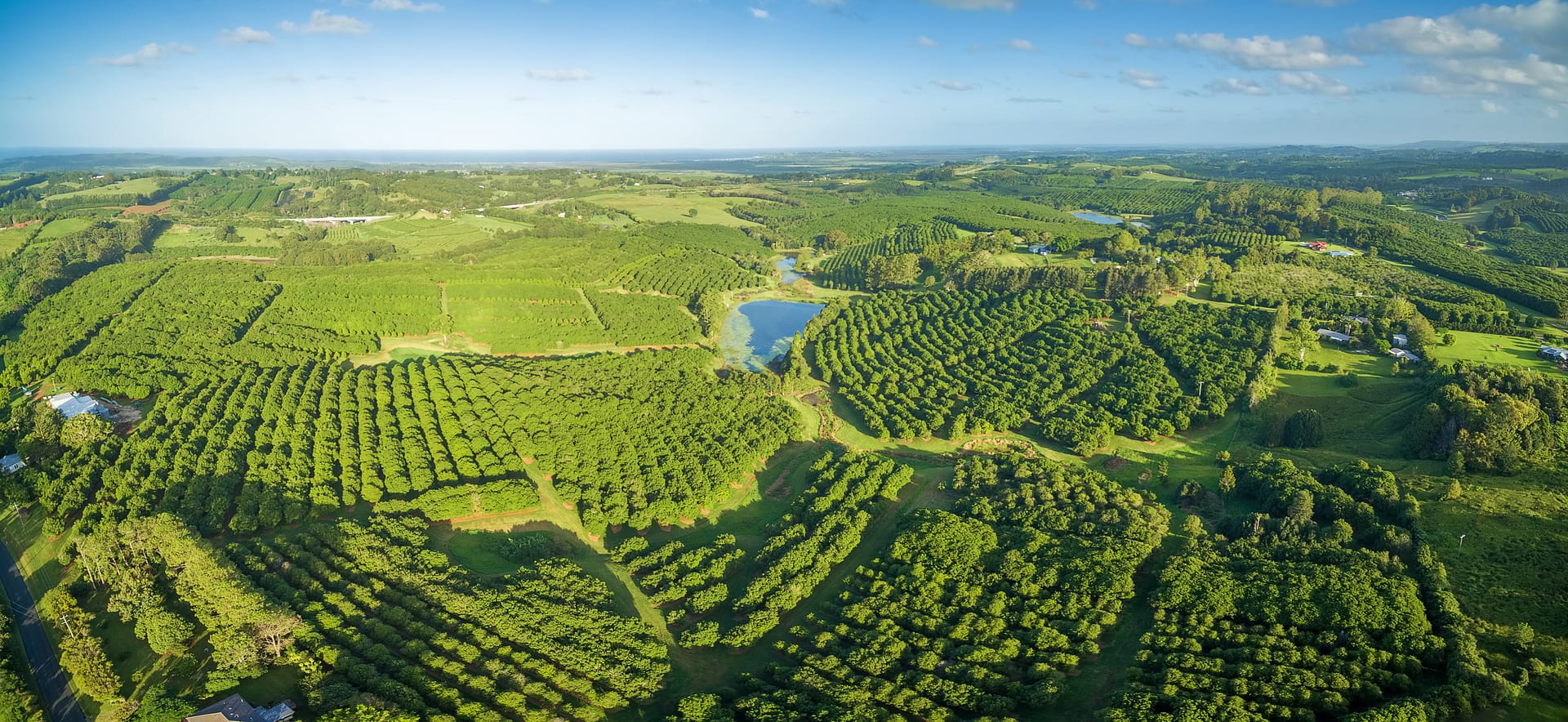 Macadamia farm