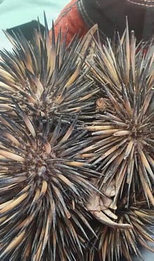 Residents and vets help to rehome a spiky visitor-2